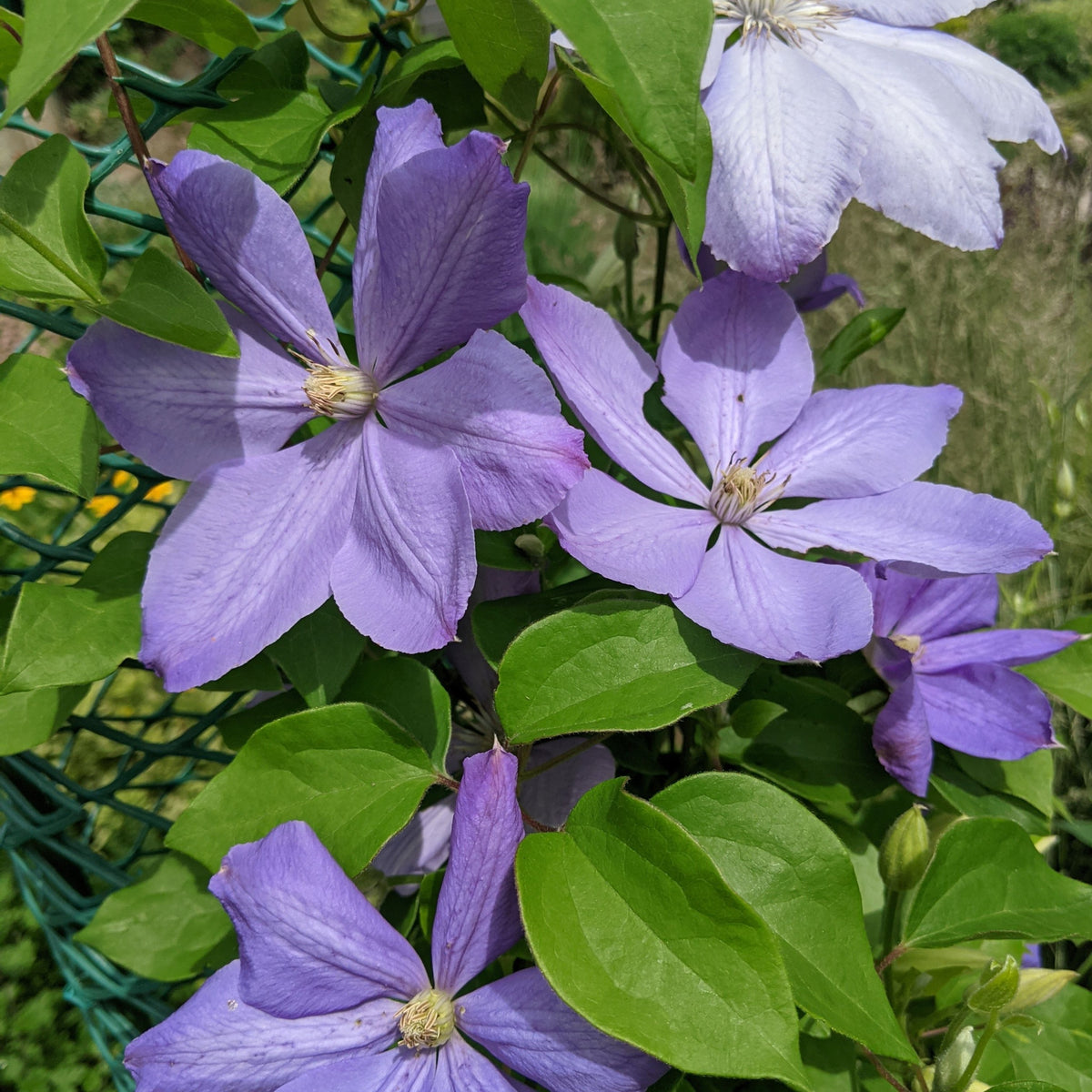 Clematis &#39;Mrs. Cholmondeley&#39; 60cm features clusters of large, light purple five-petaled flowers and bright green leaves that climb fences, making this easy-to-grow climber a standout in any garden.