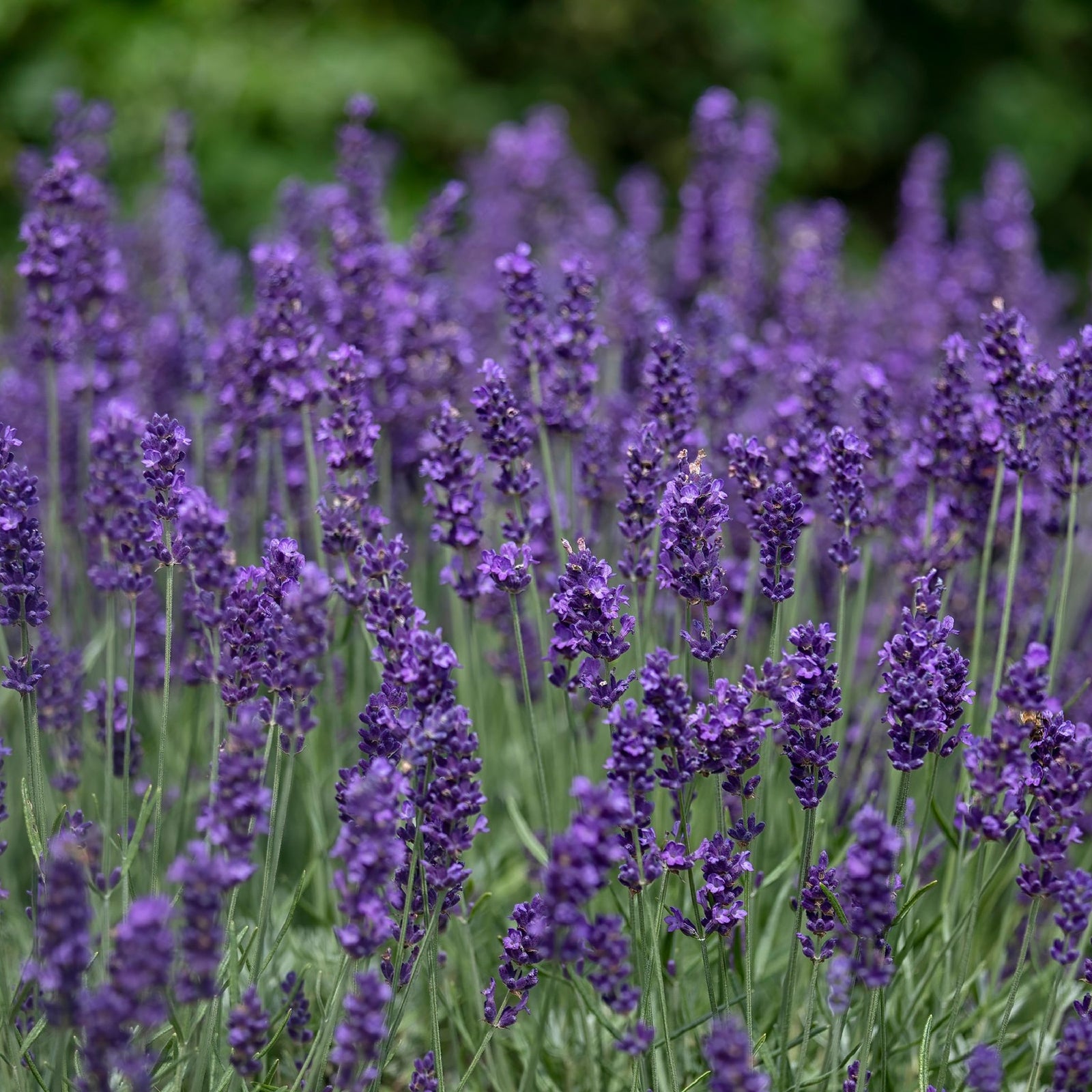 Lavender angustifolia 'Hidcote' (9cm/2L) features vibrant purple blooms and green stems, flourishing in well-drained soil with a lush green backdrop.