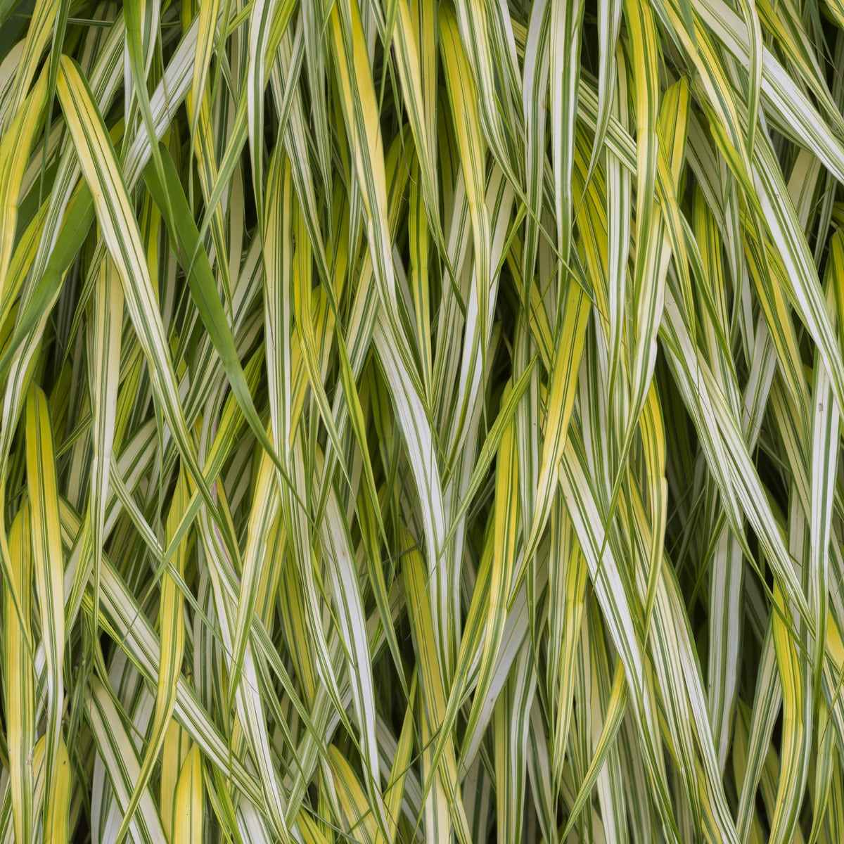 Hakonechloa macra &#39;Aureola&#39; Grass 2L