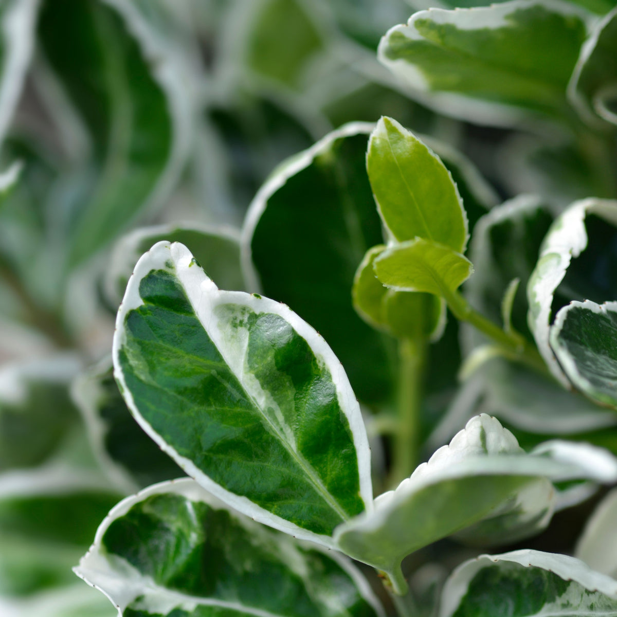 Euonymus japonicus ‘Kathy’ Tree – 50cm Stem