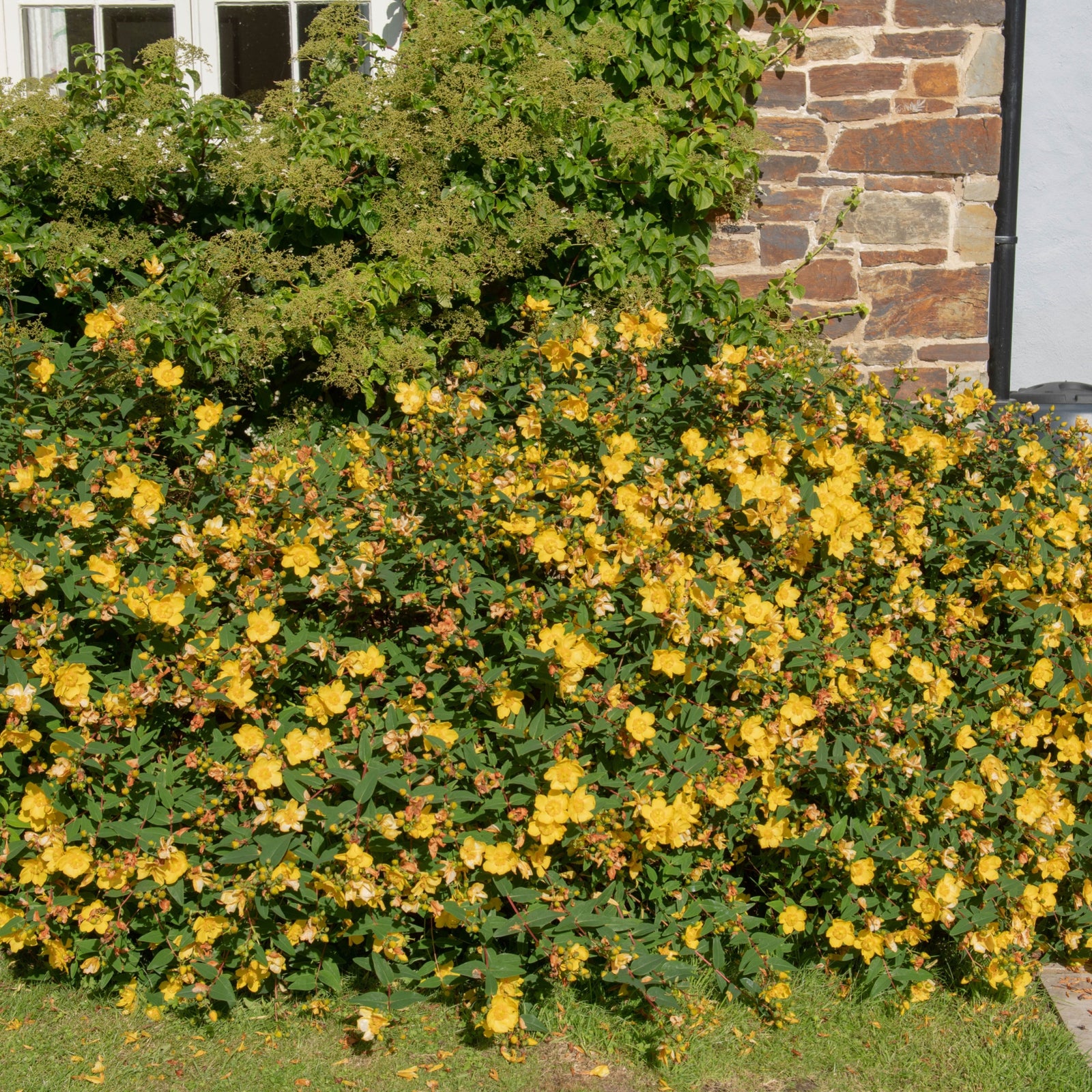 The Hypericum Hidcote' 9cm / 3.5L, a yellow-flowering shrub with lush green foliage, blooms beside a home's stone and white wall, its vibrant blossoms brightened by sunlight.