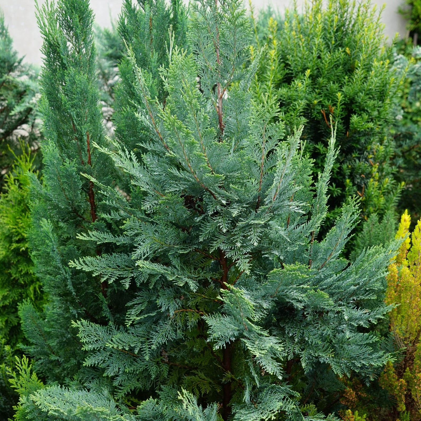A bearded person in a black Click Plants hoodie smiles while holding a Chamaecyparis lawsoniana 'Van Pelt's Blue' 2L (50-60cm inc. pot) with silvery-blue foliage; behind them, nursery shelves display assorted potted plants.
