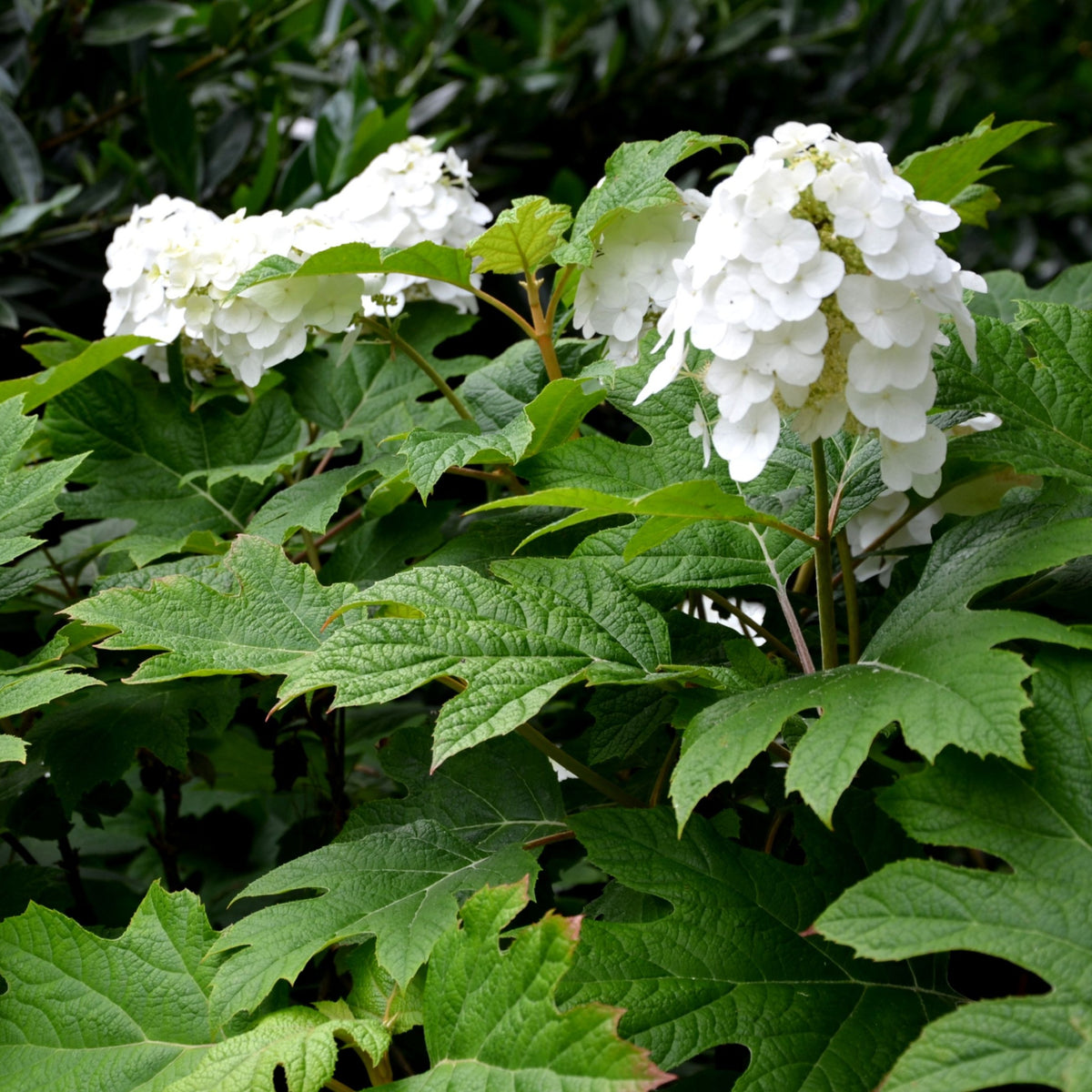 Hydrangea Quercifolia Snow Queen 2L