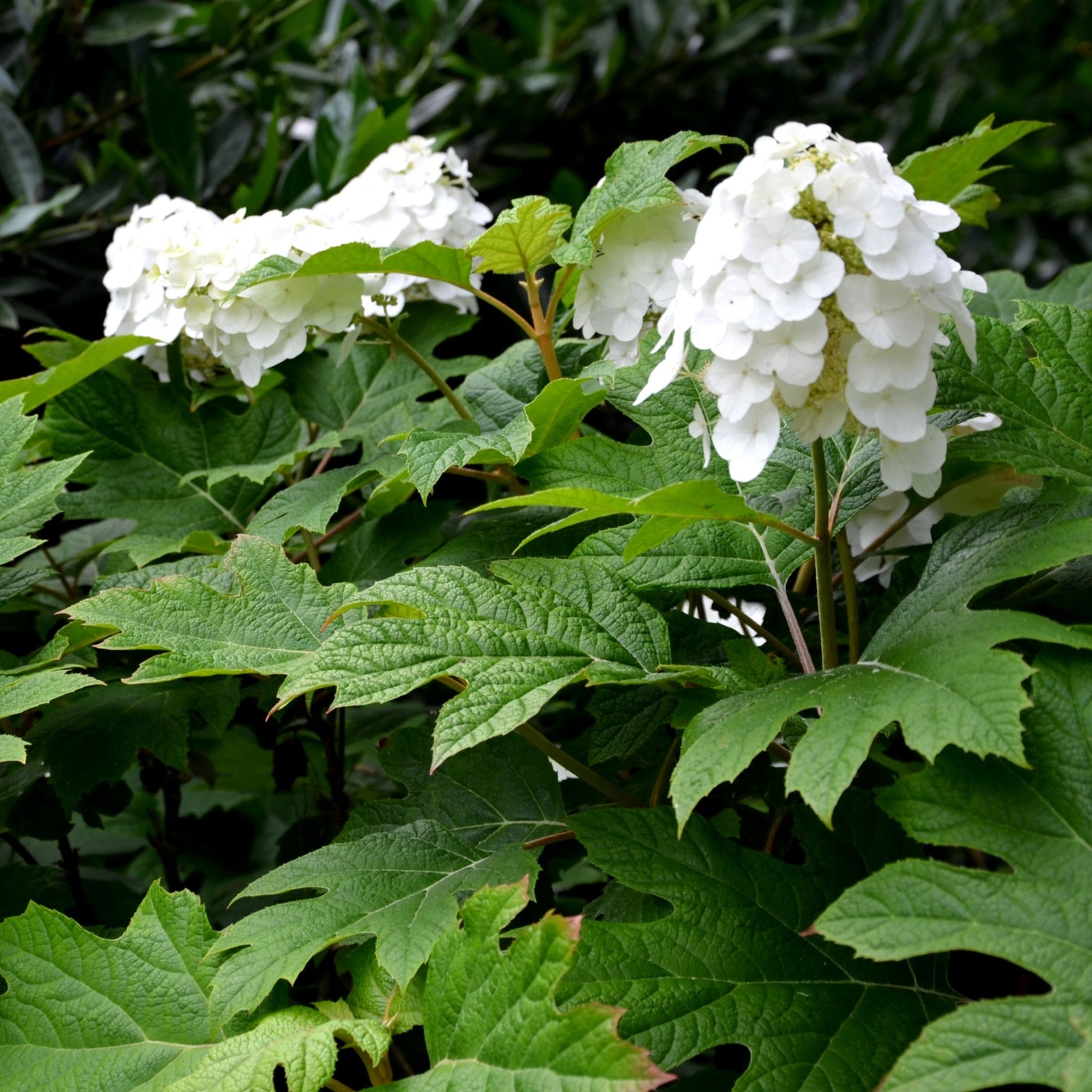 Hydrangea Quercifolia Snow Queen 2L