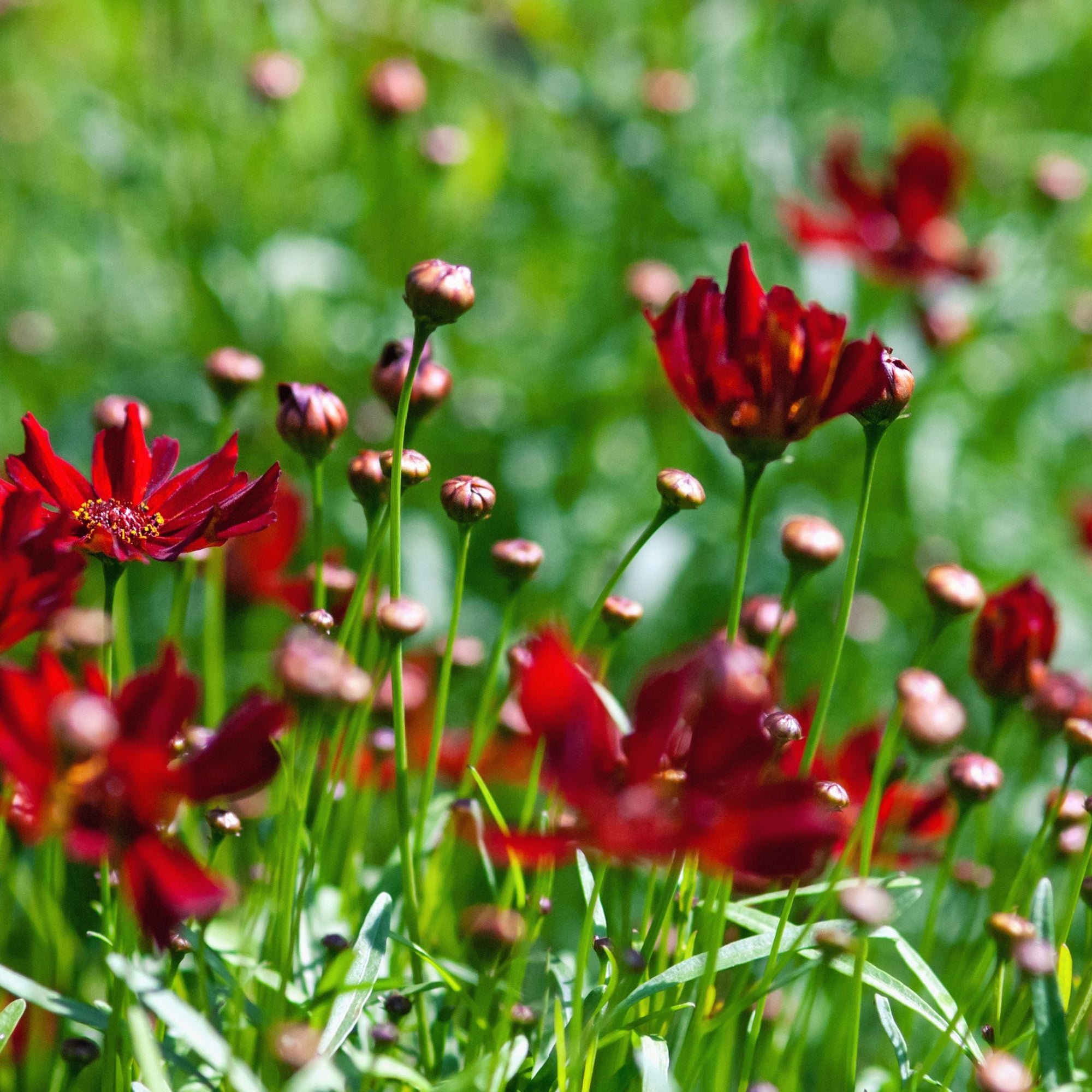 Coreopsis - Ruby Red 9cm