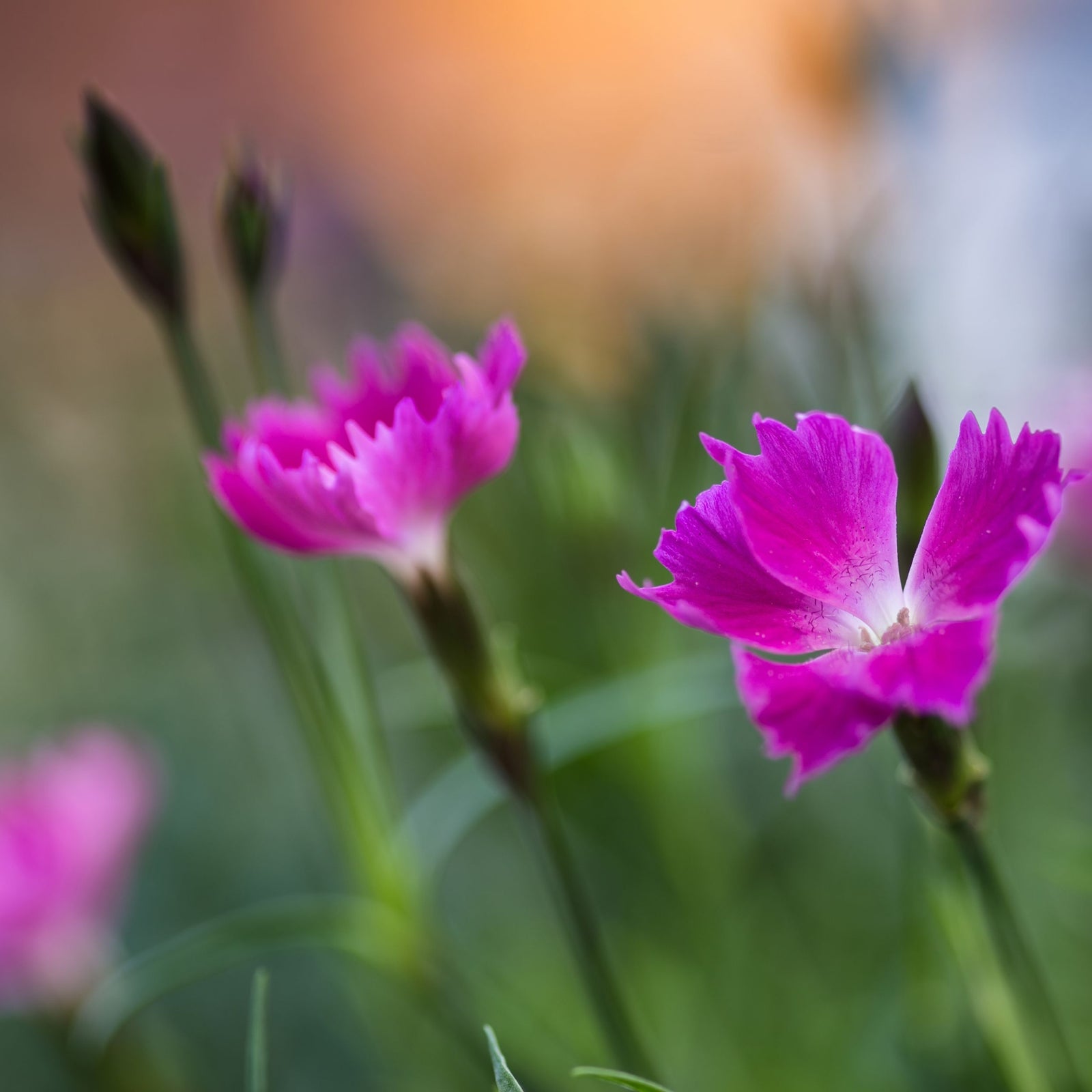 Close-up of vibrant pink blossoms from the Dianthus - Kahori 3L, featuring ruffled petals and set against green stems with a soft orange-blue gradient. This drought-tolerant perennial adds lasting charm to any garden.