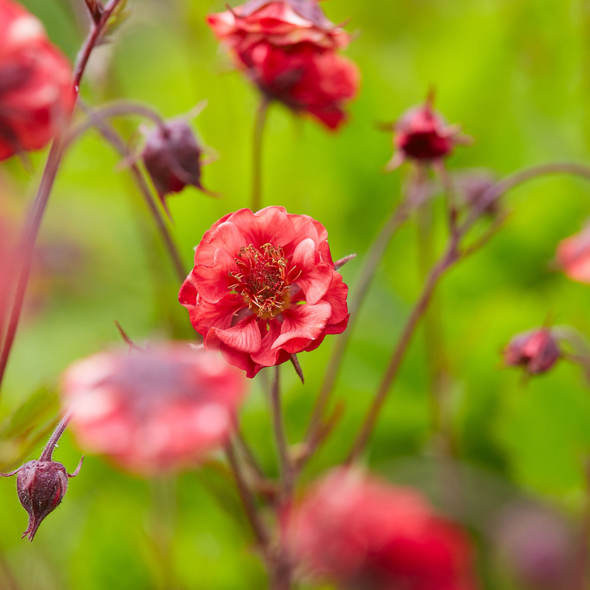 Geum &#39;Flames of Passion&#39; 9cm