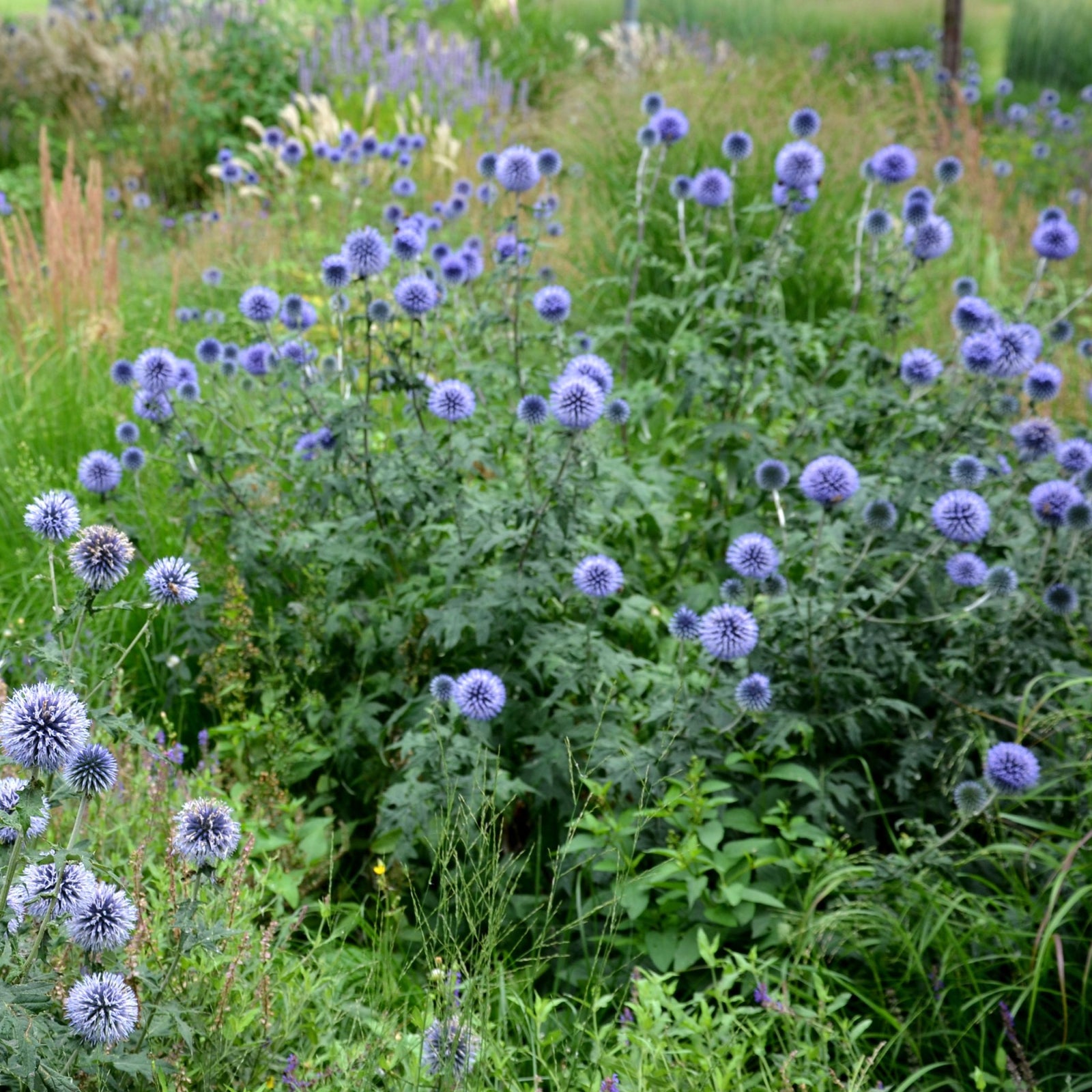 Echinops ritro 9cm