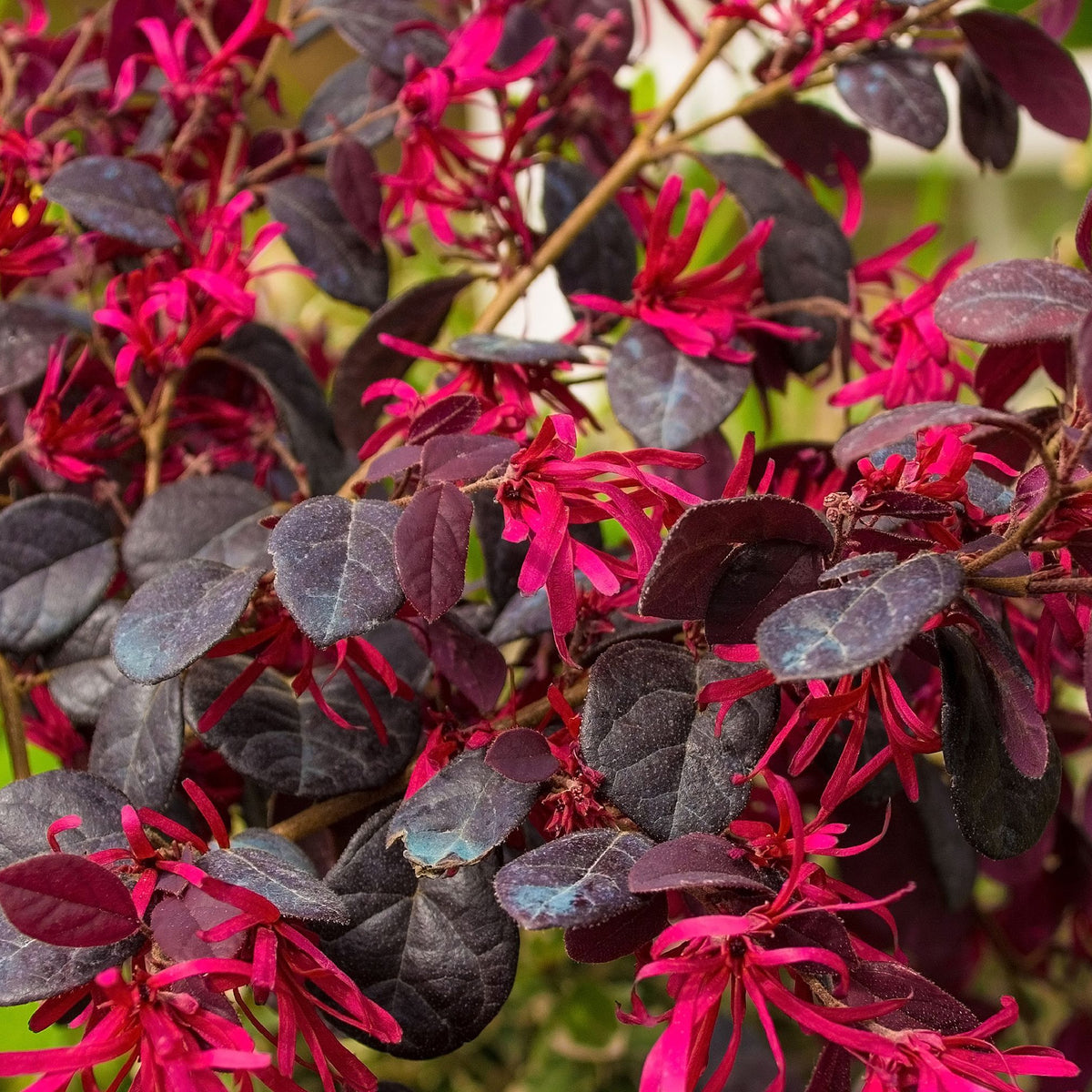 A close-up of Loropetalum Chinese Pipas Red 9cm, a semi-evergreen shrub with dark purple leaves and bright pink, fringe-like flowers. Its vibrant blossoms and deep-colored foliage create an eye-catching contrast.