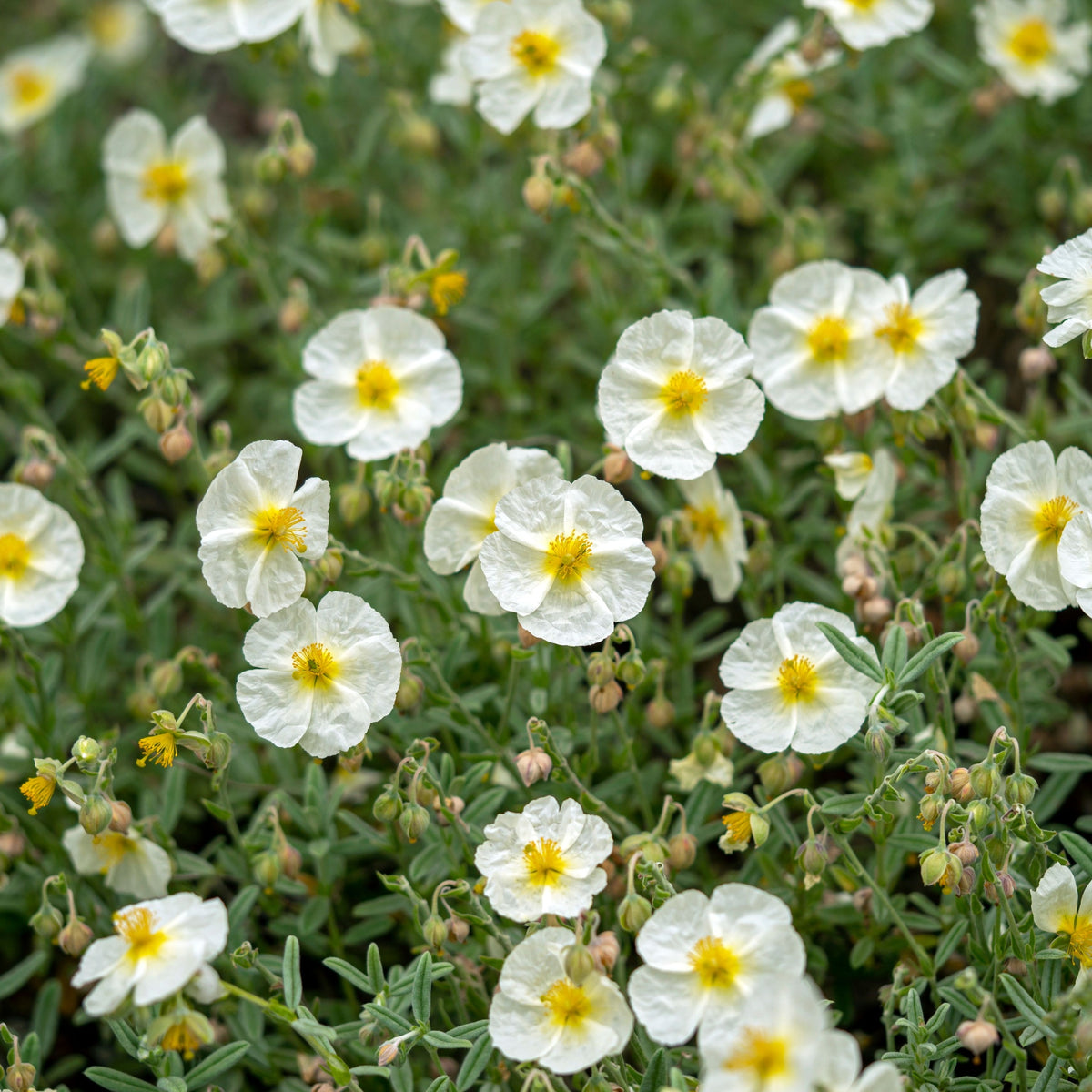 A cluster of white, yellow-centered Helianthemum &#39;The Bride&#39; 9cm blooms is surrounded by evergreen foliage, with some buds closed. The hardy perennial’s petals are delicate and slightly crinkled.
