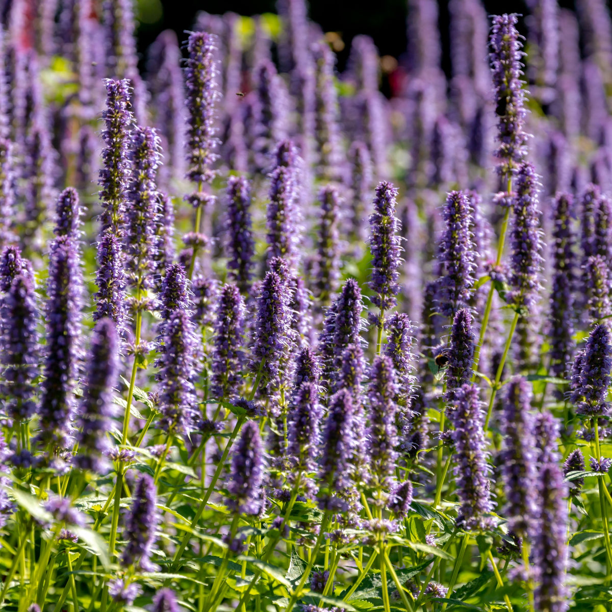 AGASTACHE foeniculum &#39;Black Adder&#39; 9cm features tall, purple flower spikes and lush green foliage. Sunlit stems and dense blossoms create a striking display, making it a standout choice for pollinator gardens.