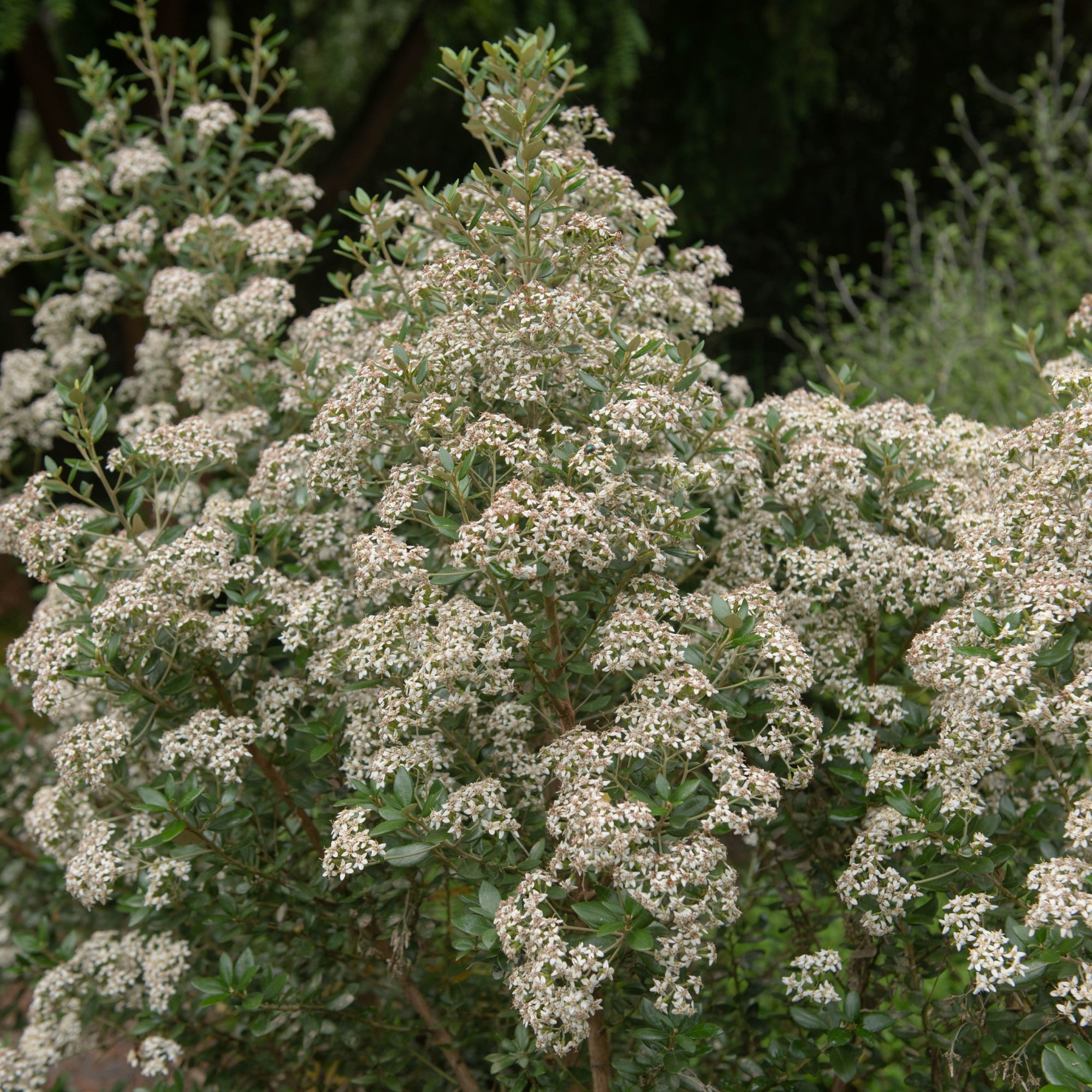 Olearia x Haastii (Daisy Bush) 9cm