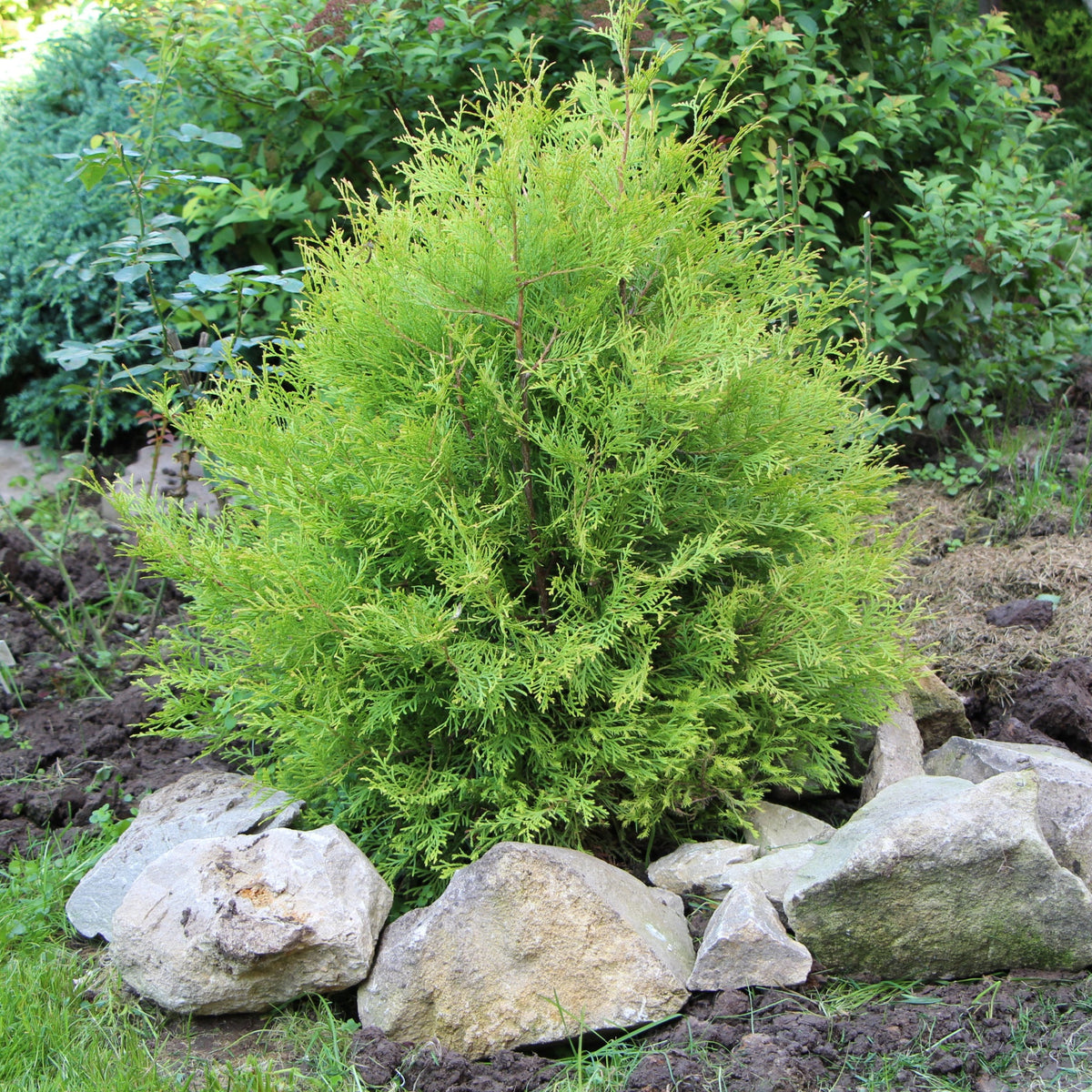 Thuja occidentalis &#39;Rheingold&#39; 2L