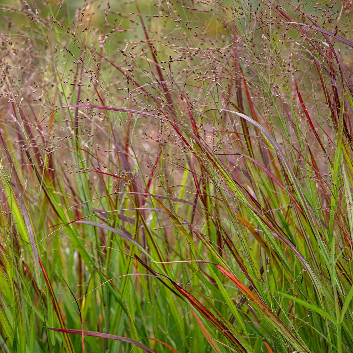 Panicum virgatum &#39;Shenandoah&#39; 9cm features slender green and burgundy foliage topped with airy seed heads. Its elegant form stands out against a softly blurred background, showcasing the beauty of this ornamental grass.