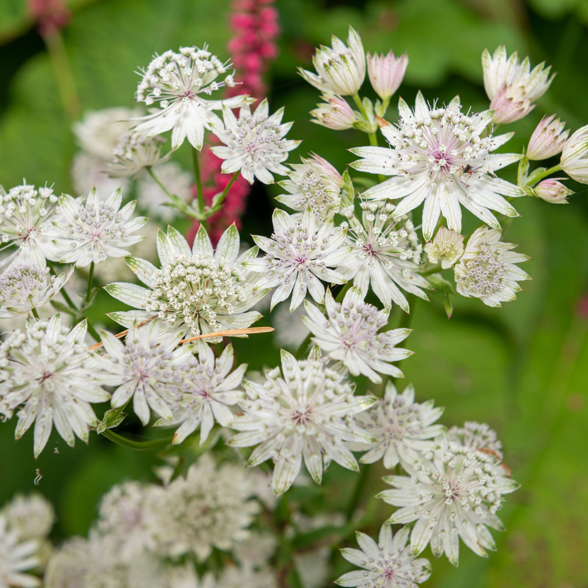 Astrantia &#39;Star of Billion&#39; 2L