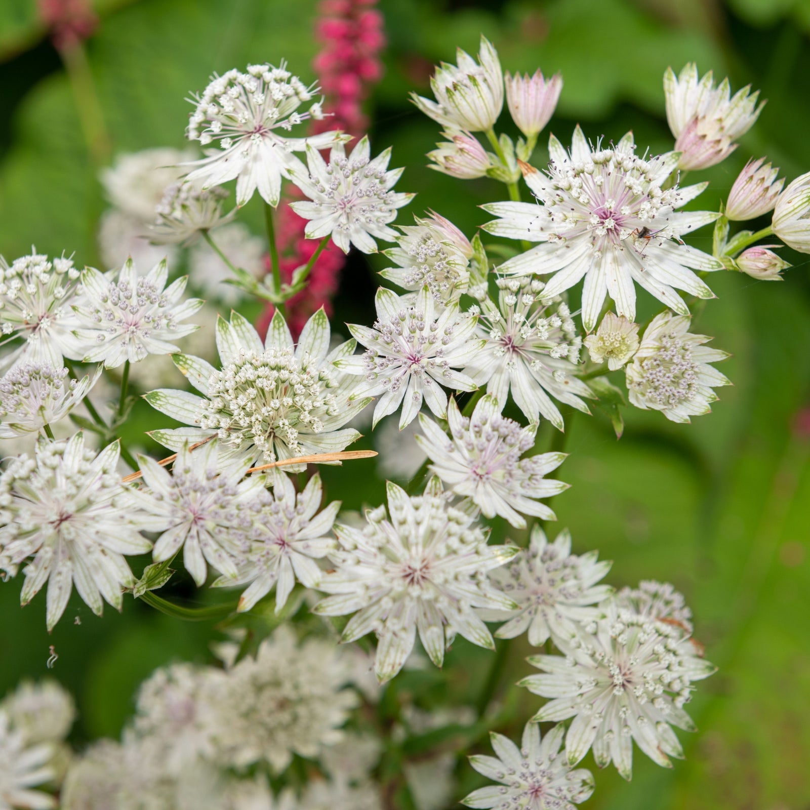 Astrantia 'Star of Billion' 2L