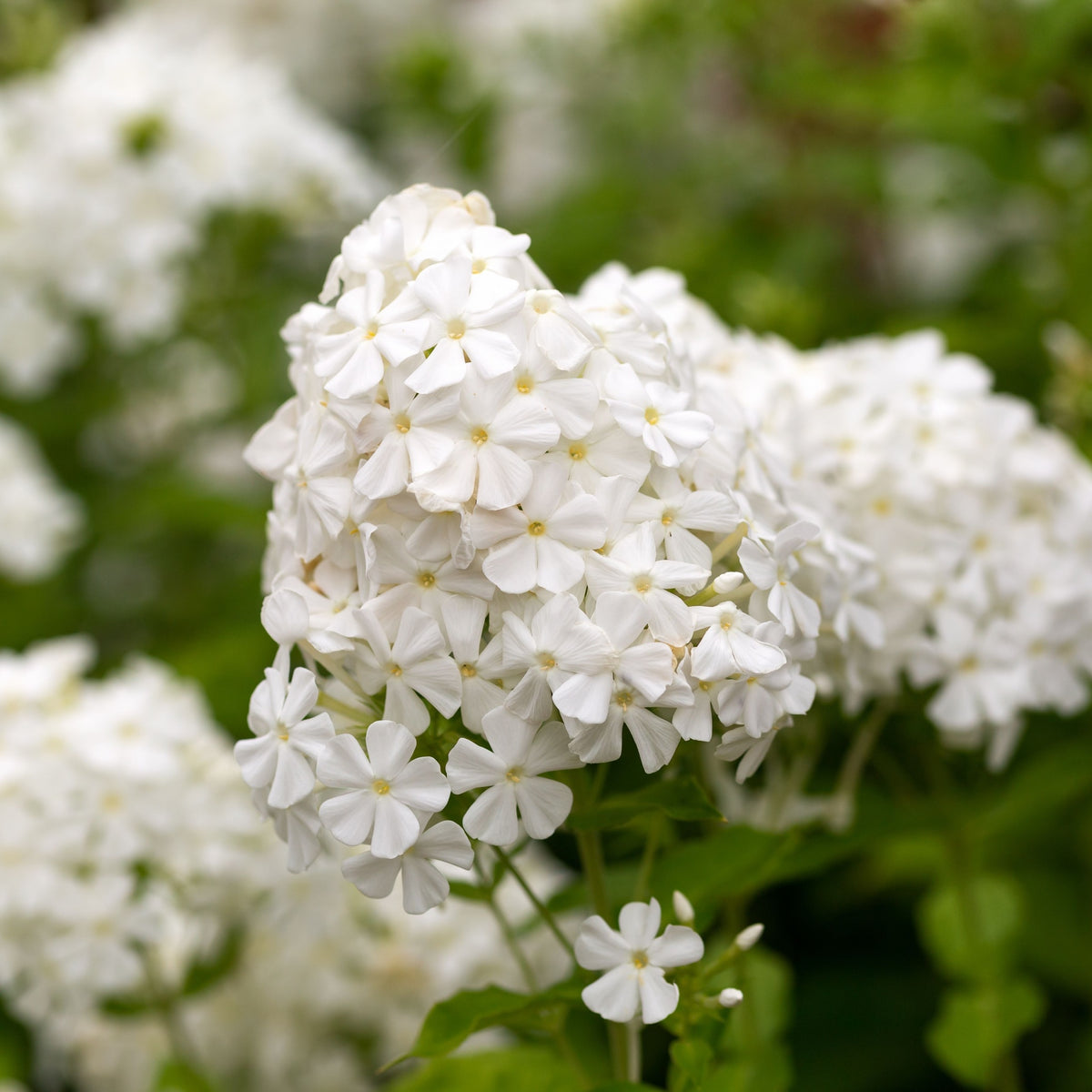Phlox paniculata &#39;Early White&#39; (Young Perennial) PRE ORDER SPRING &#39;26