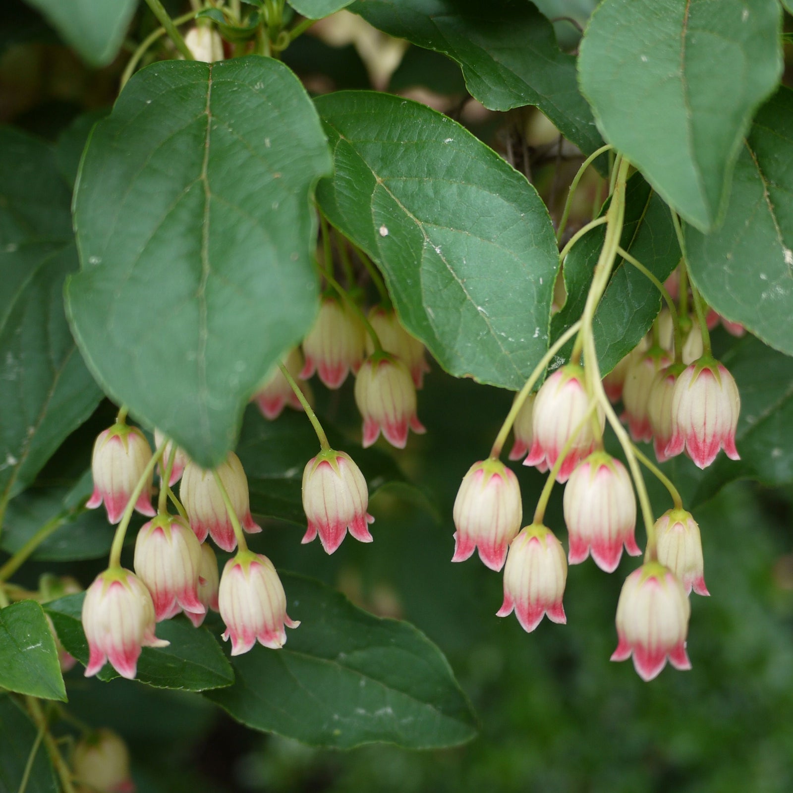 Clusters of small, bell-shaped pink and white striped flowers hang from the green branches of Enkianthus campanulatus 2L, their delicate early summer blooms highlighted against a softly blurred background.