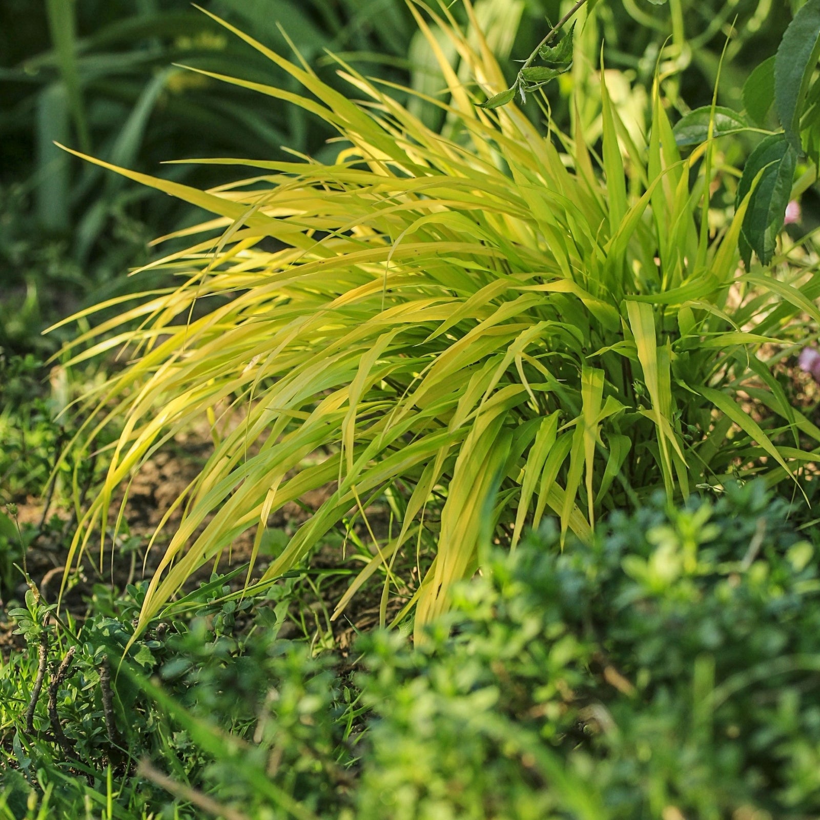 The Hakonechloa macra 'Allgold' Grass (9cm / 2L) displays long, narrow, golden-yellow foliage, brightening a garden bed when surrounded by lush green plants and foliage in sunlight.