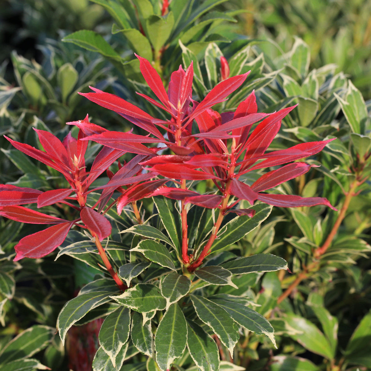 Bright red young leaves emerge atop variegated foliage on the Pieris japonica Carnaval 1.5L, a low-maintenance evergreen shrub whose vibrant colors stand out against lush green leaves, showcasing striking new growth.