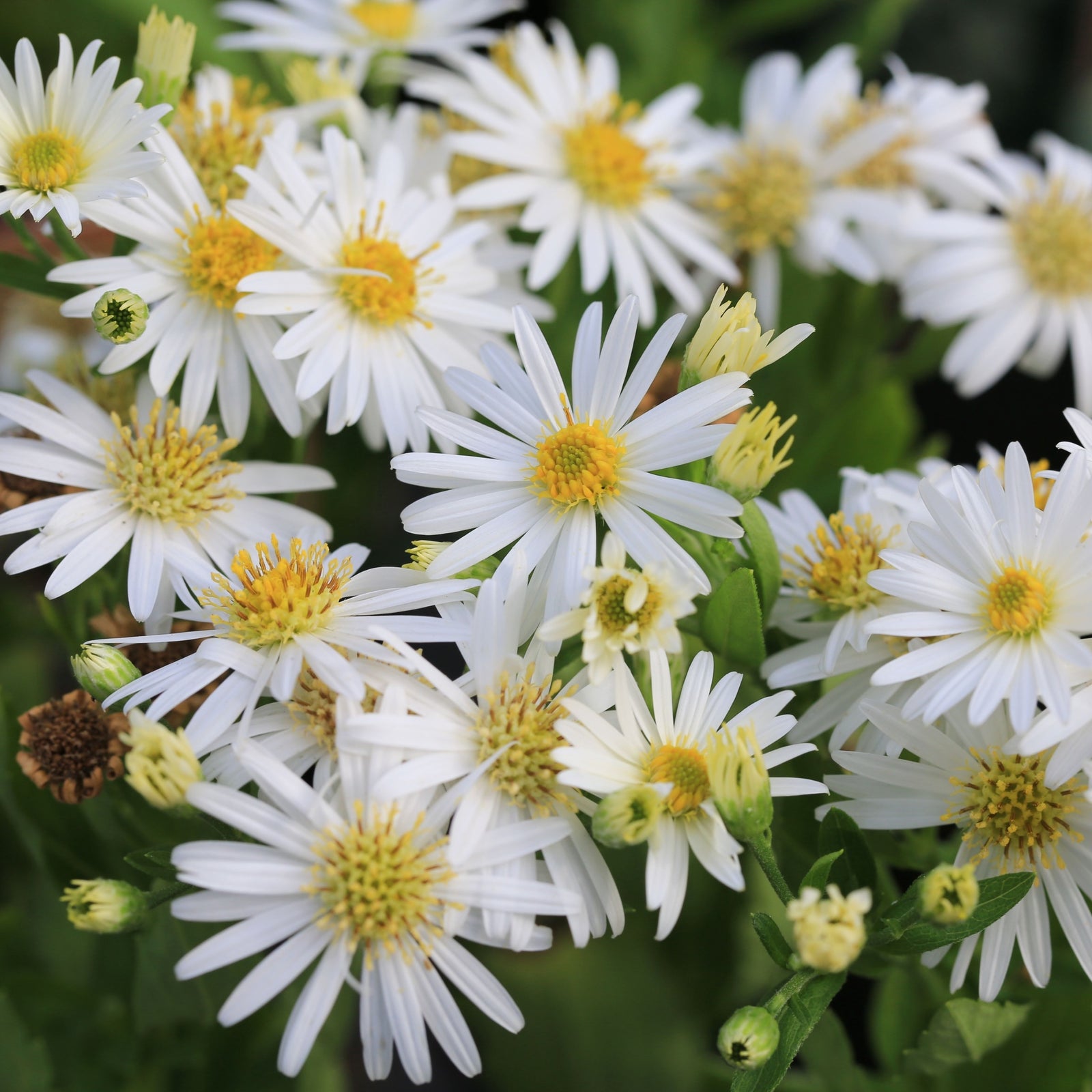 Aster ageratoides 'Starshine' 9cm