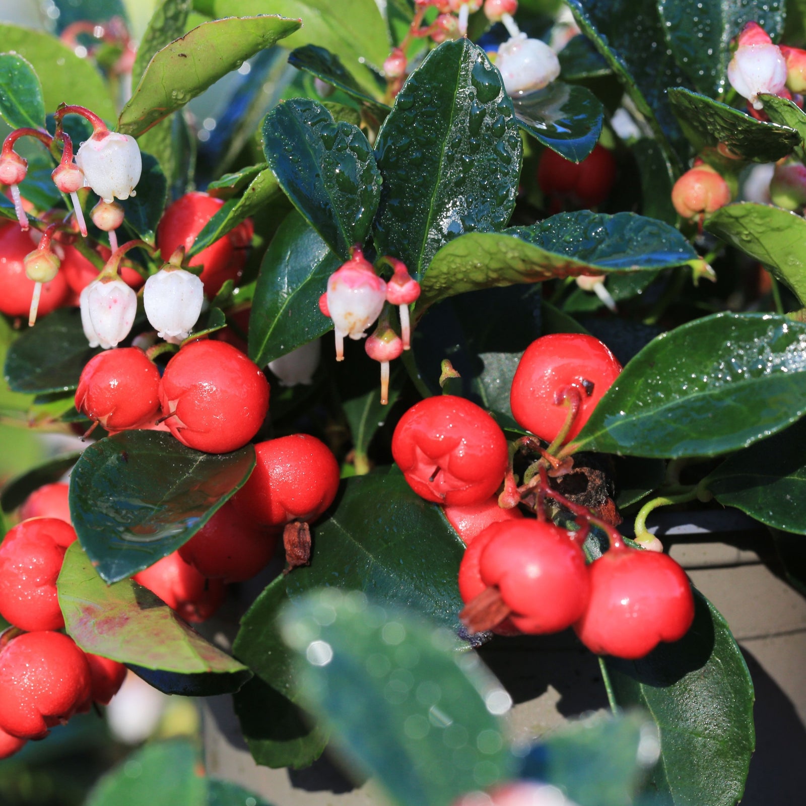 Close-up of Gaultheria procumbens 'Florry' 3L shows bright red berries and small white flowers among glossy green leaves, all glistening with water droplets on this evergreen groundcover plant.
