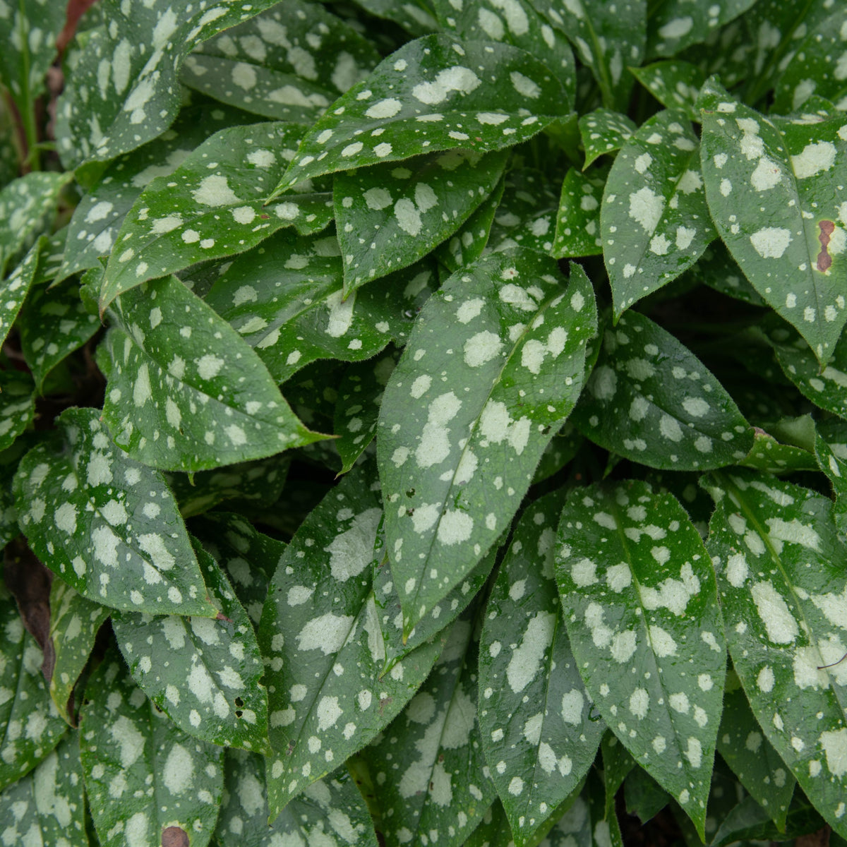 Pulmonaria &#39;Shrimps on the Barbie&#39; 9cm/2L features dense clusters of green leaves with bold white spots, offering striking, ovate foliage. This perennial is an excellent ground cover for shady areas.