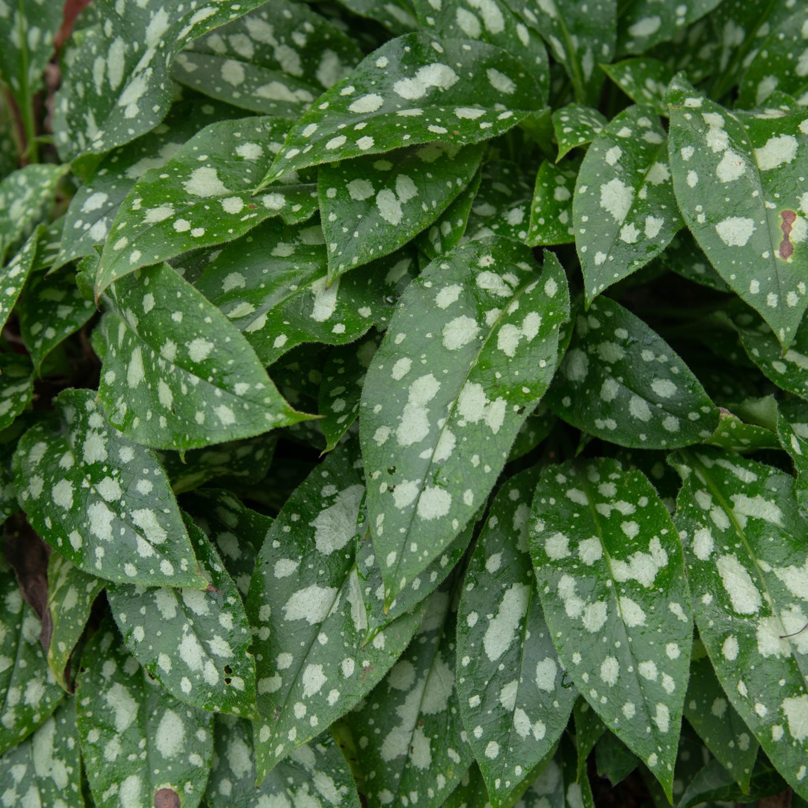 Pulmonaria 'Shrimps on the Barbie' 9cm/2L features dense clusters of green leaves with bold white spots, offering striking, ovate foliage. This perennial is an excellent ground cover for shady areas.