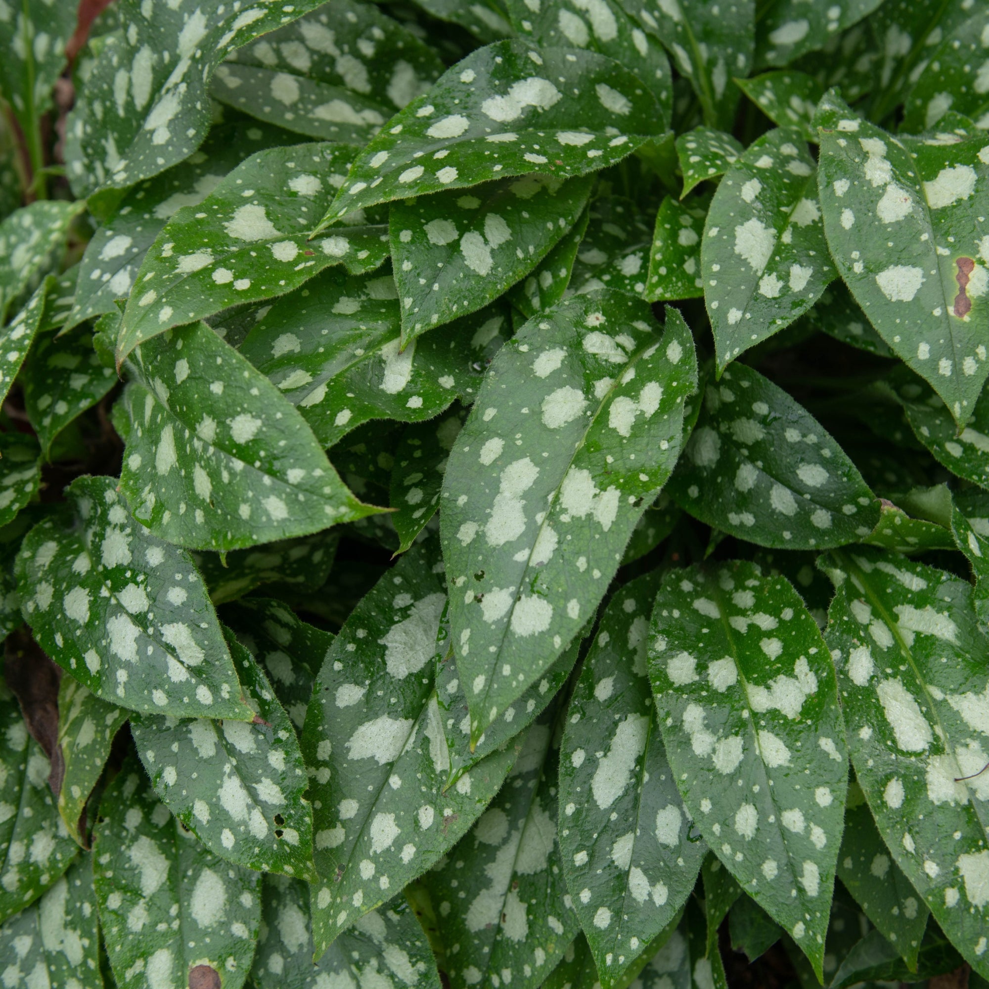 Pulmonaria 'Shrimps on the Barbie' 9cm/2L