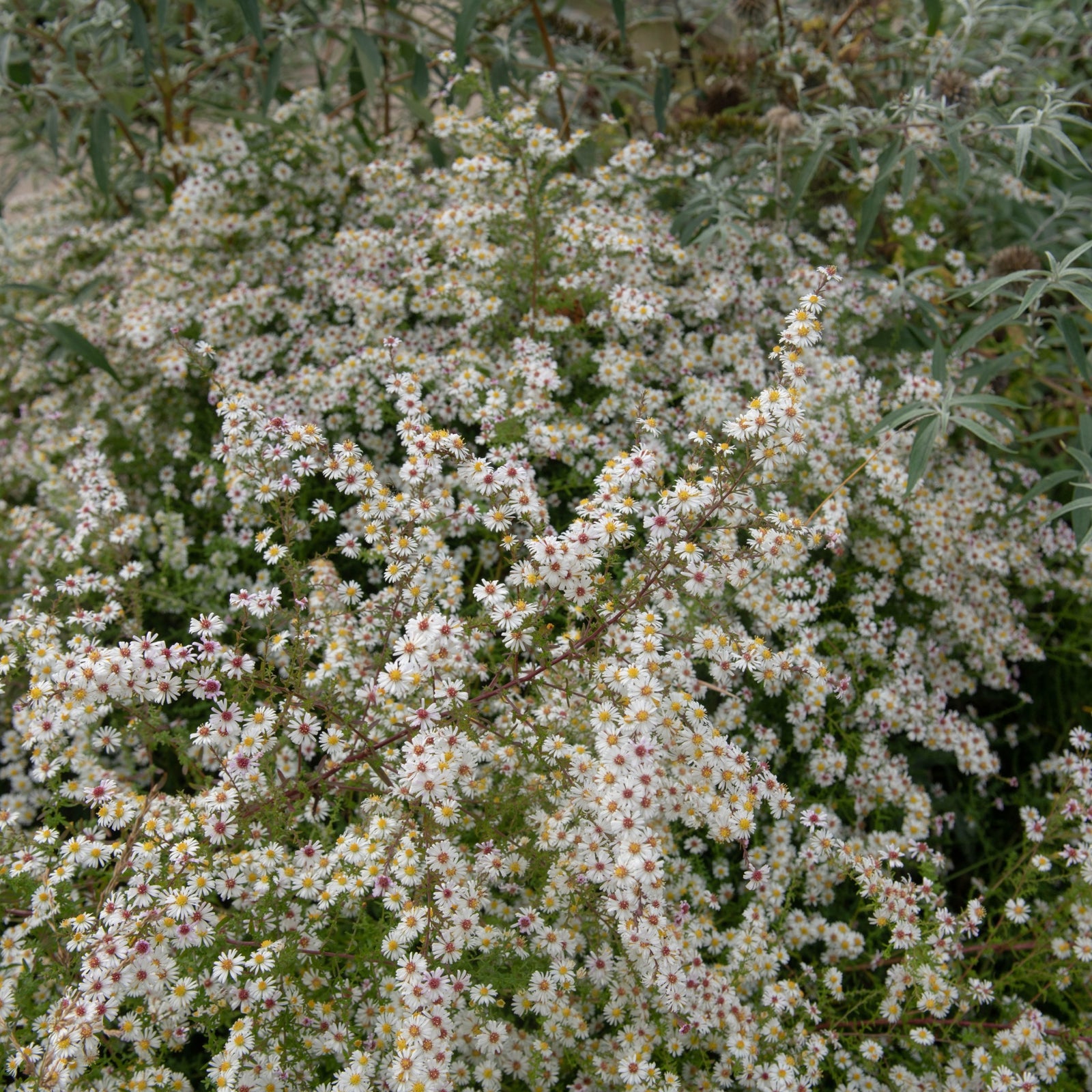 A dense bush of Aster pringlei ‘Monte Cassino’ 9cm features clusters of small white daisy-like perennial flowers with yellow centers among green foliage, creating a soft and delicate texture.