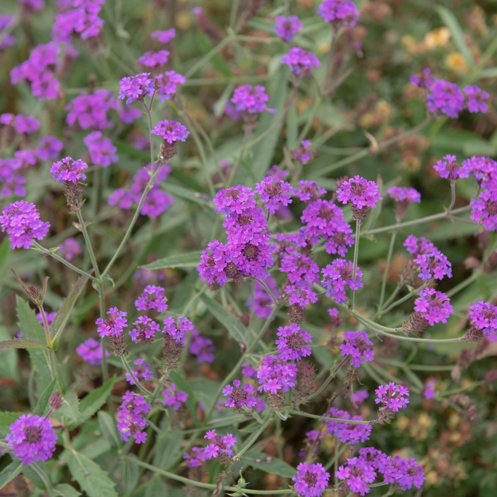 The Verbena Santos Purple 9cm/1.5L/2L displays clusters of small, vibrant purple flowers and lush green foliage, growing closely together for a lively outdoor accent.