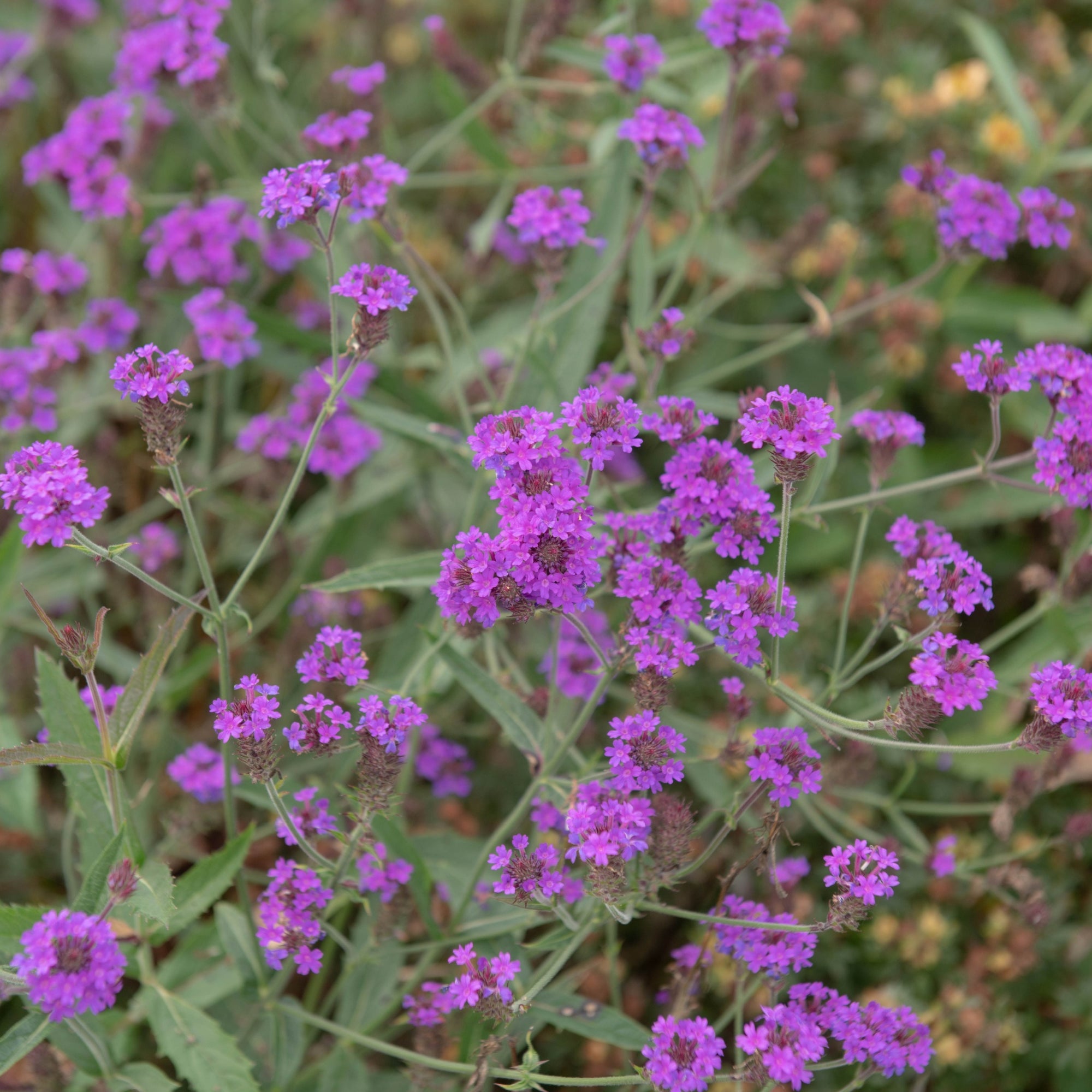 Verbena Santos Purple 3L