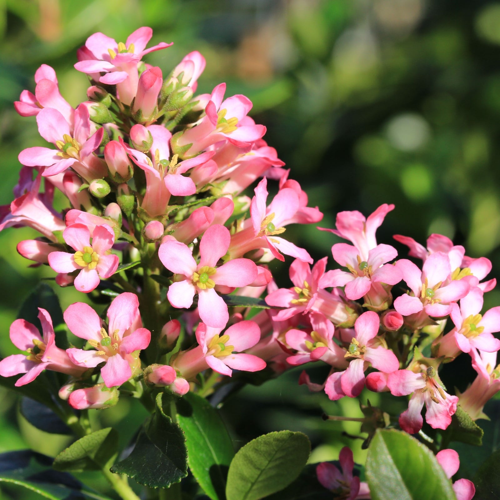 Clusters of small pink flowers with light green centers bloom among lush leaves in bright sunlight—distinctive features of the Escallonia 'Pink Elle' 9cm evergreen shrub.