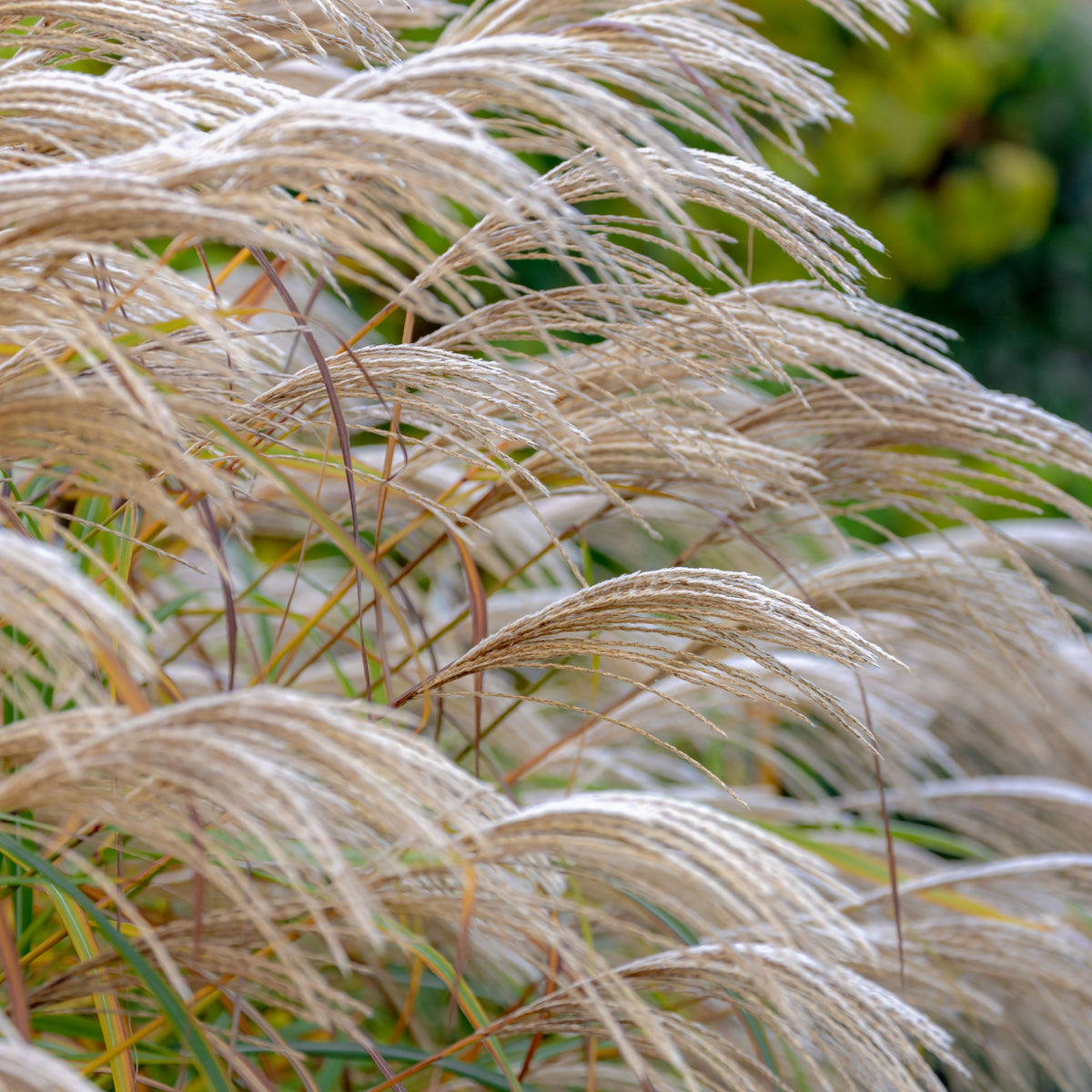 Miscanthus sinensis &#39;Kleine Silberspinne&#39; 2L