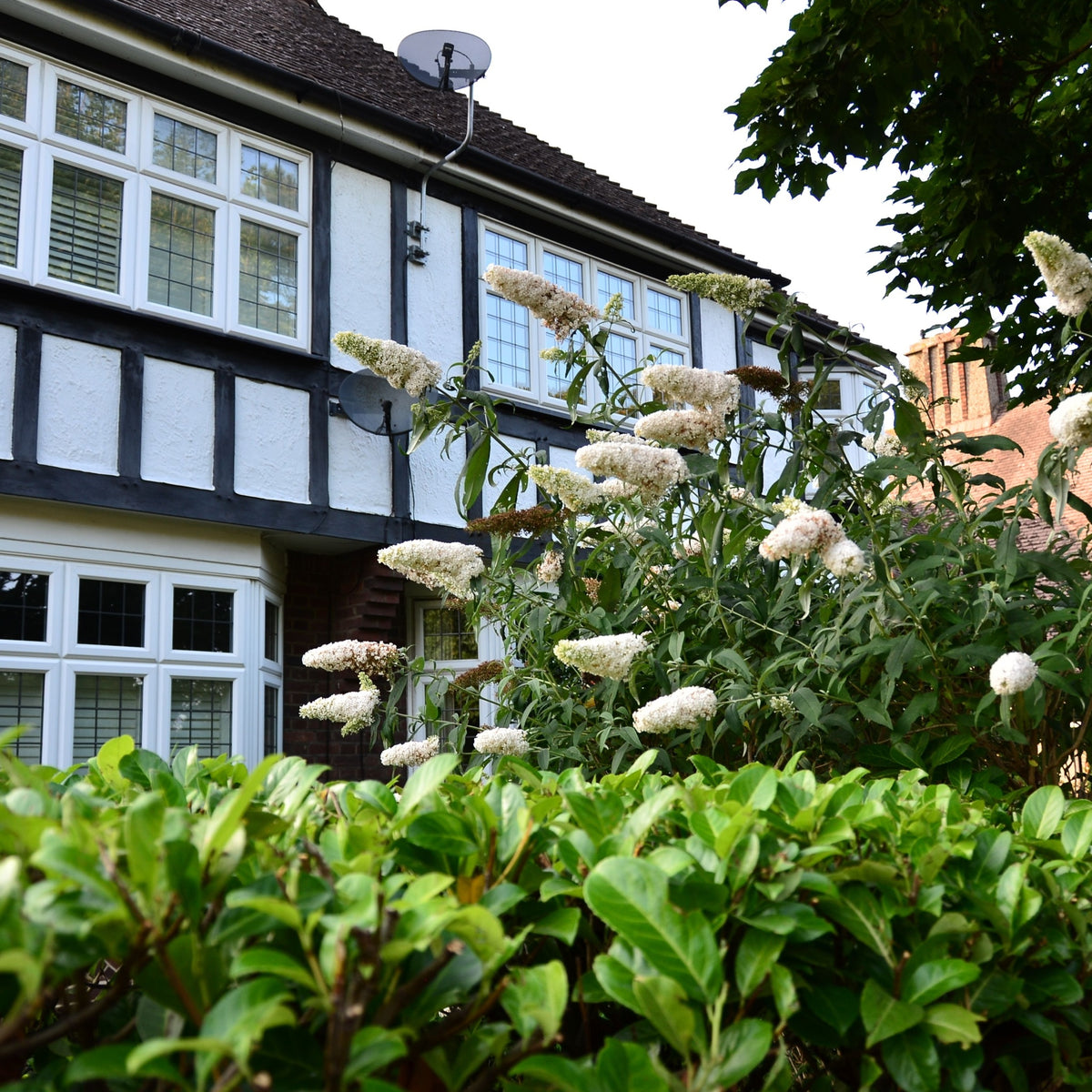 Hydrangea quercifolia &#39;Snow Flake&#39; (Oak Leaf Hydrangea) - 2.5L