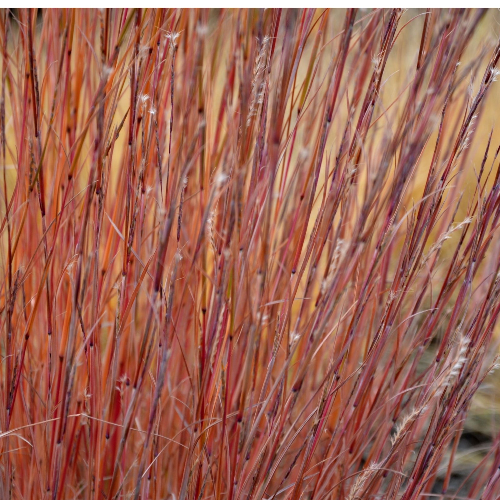 Stipa arundinacea 9cm