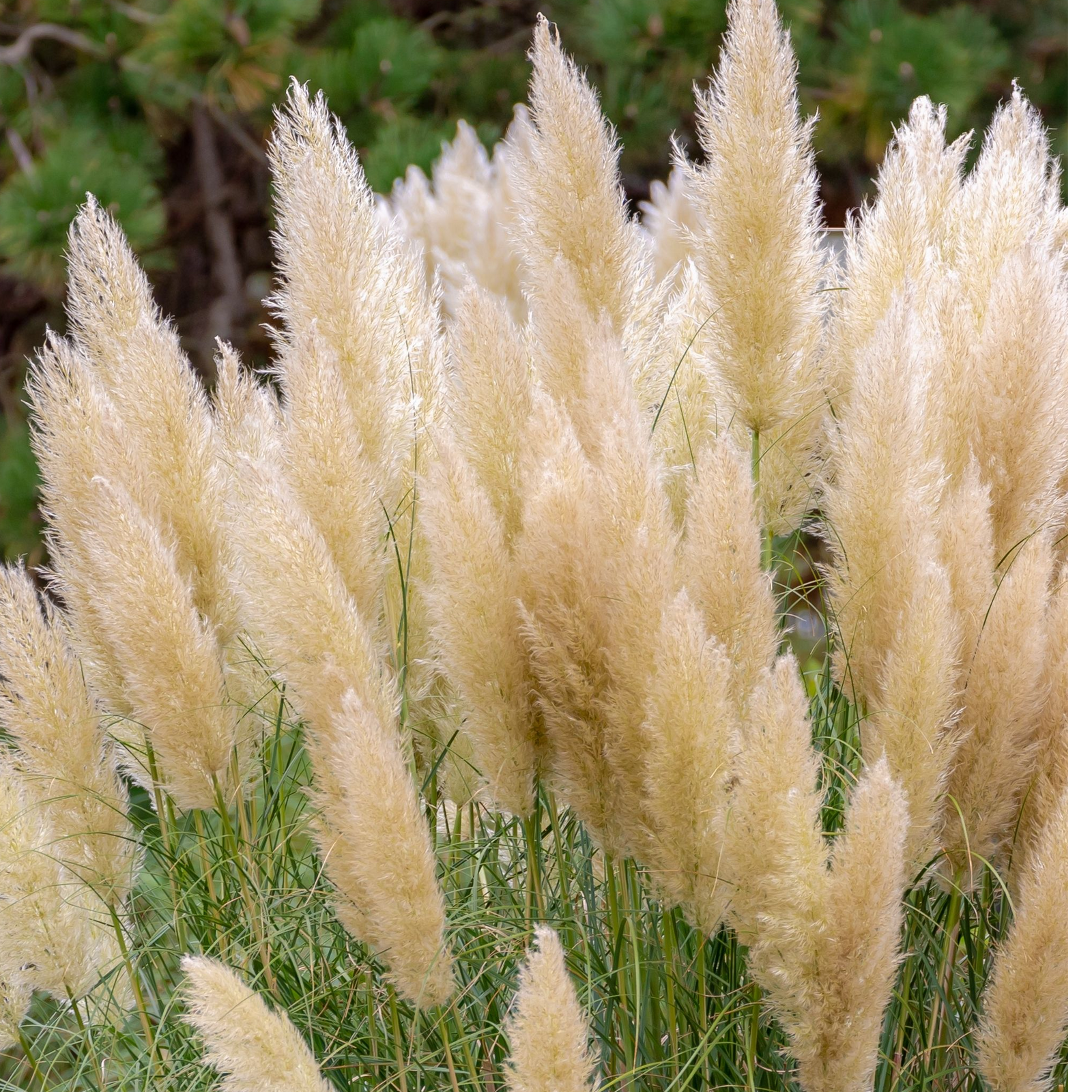 Cortaderia Pampas Grass 'Pumila' (1L/2L/4L) features tall, fluffy beige plumes in clusters, creating stunning garden displays against green foliage and blurred evergreen trees.