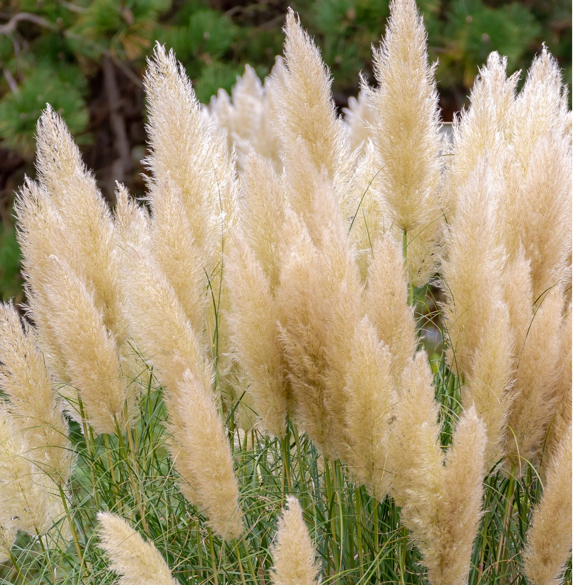 Cortaderia Pampas Grass 'Pumila' 1L/2L/4L