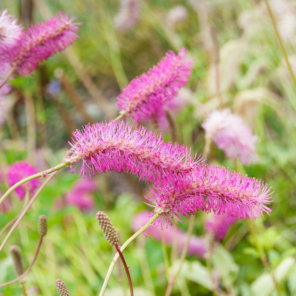 Close-up of Sanguisorba Pink Brushes 2L, showing its long, cylindrical pink flower heads with fuzzy petals set against a blurred backdrop of green leaves and other perennial pink blooms.
