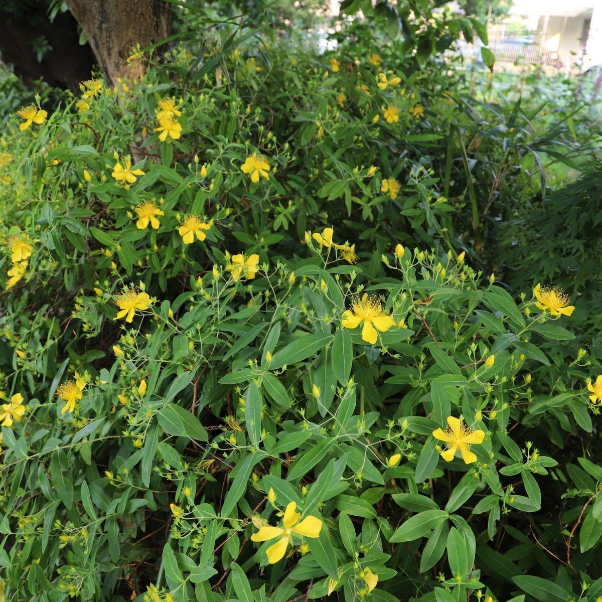 Hypericum &#39;Magical Sunshine&#39; 2L is a compact shrub with abundant bright yellow flowers and elongated green leaves, perfect for dense growth under trees. Sunlight filtering through highlights its vibrant blooms in any garden setting.