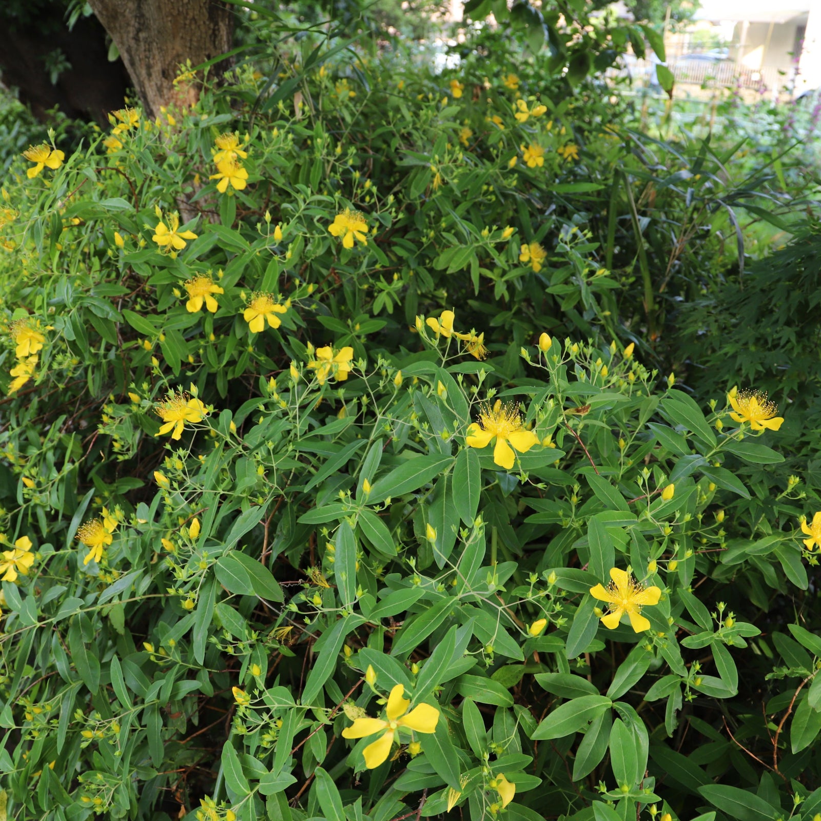 Hypericum 'Magical Sunshine' 2L features bright yellow, five-petaled flowers with prominent stamens that bloom among green leaves and buds, creating a vibrant display on this compact shrub.