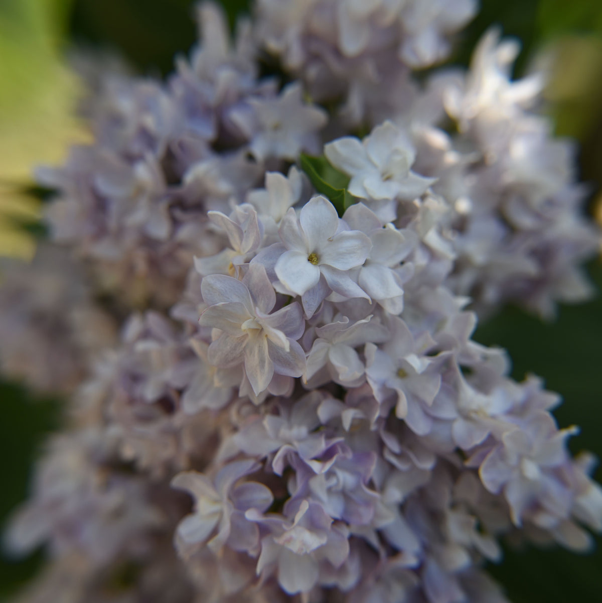 Syringa vulgaris &#39;Michel Buchner&#39; 2L