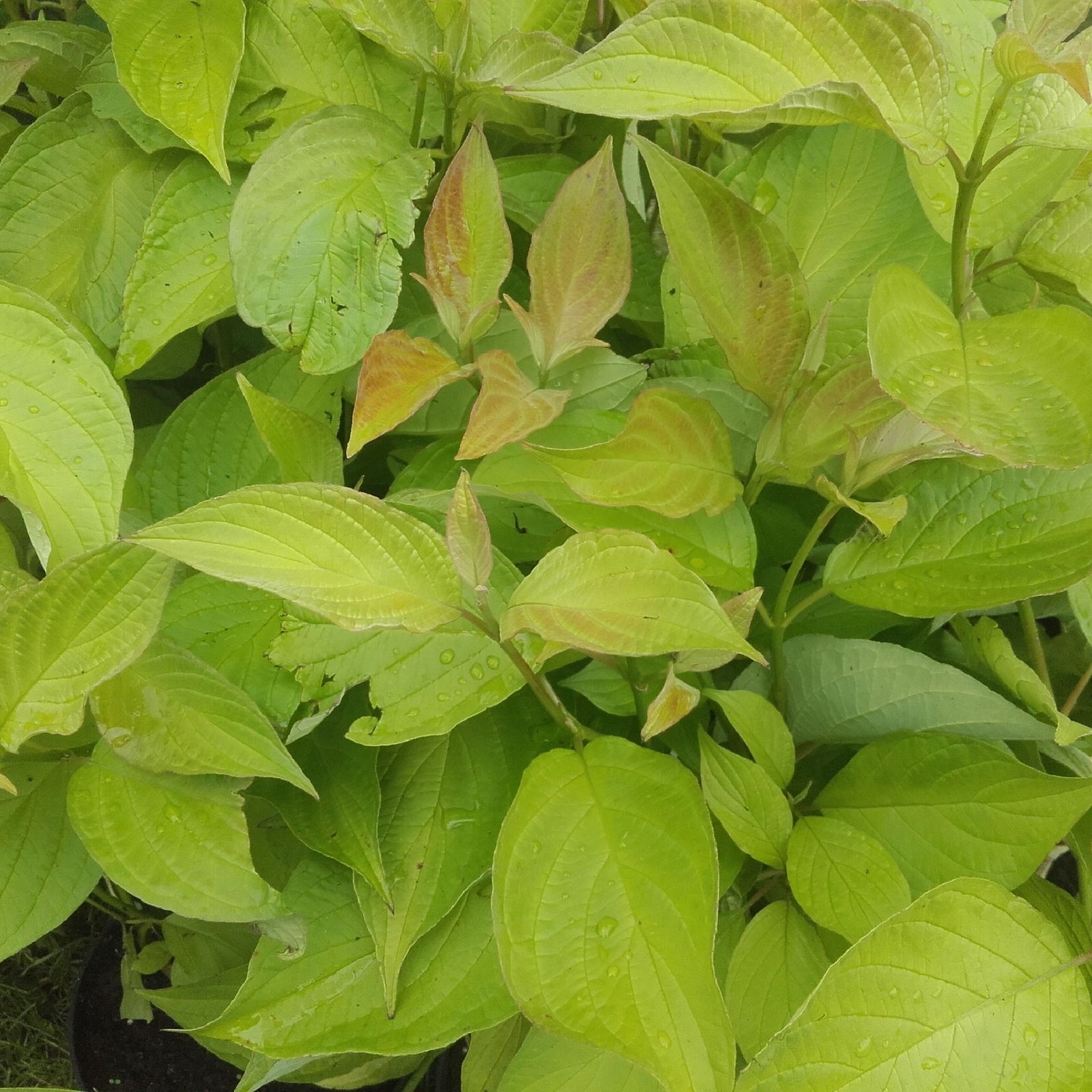 Cornus alba Aurea 1L / 2L