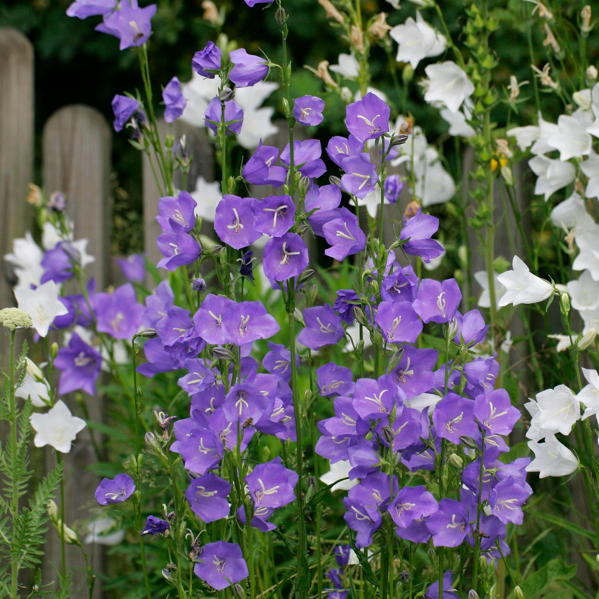 Campanula persicifolia 'Caerulea' - Blue 9cm / 2L