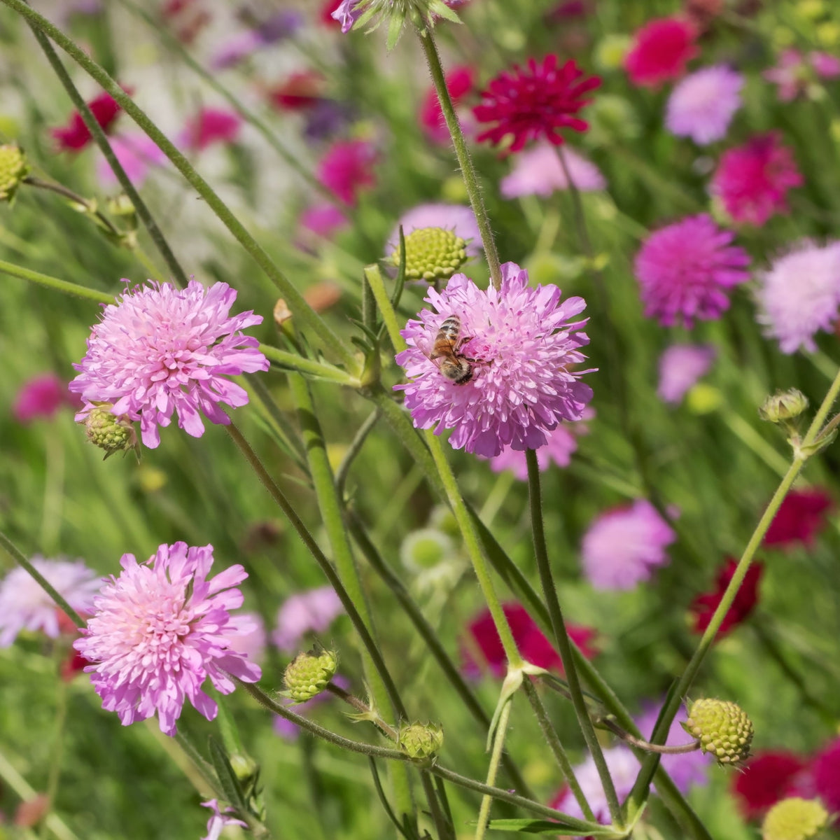 Knautia macedonica &#39;Melton Pastels&#39;