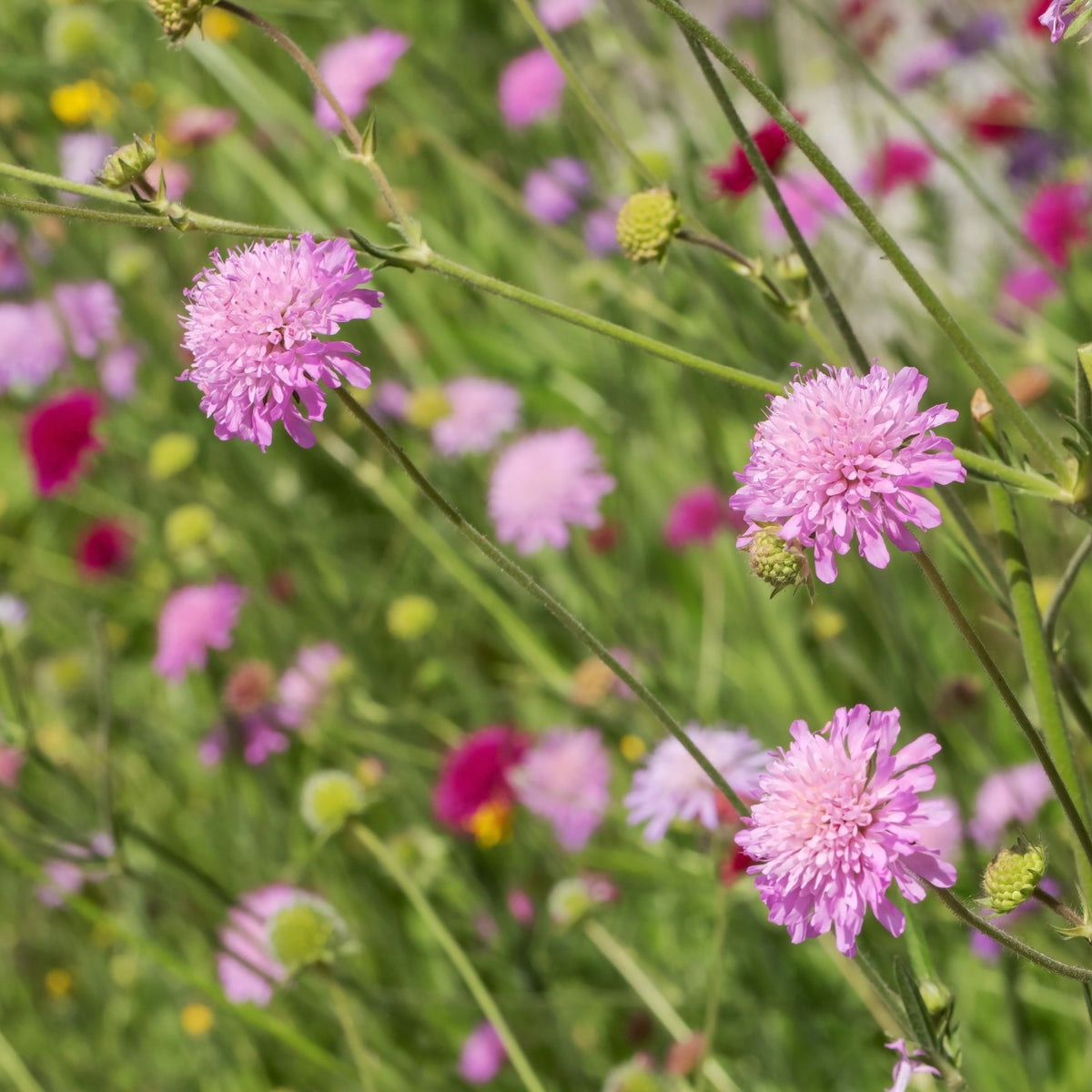 Knautia macedonica &#39;Melton Pastels&#39;