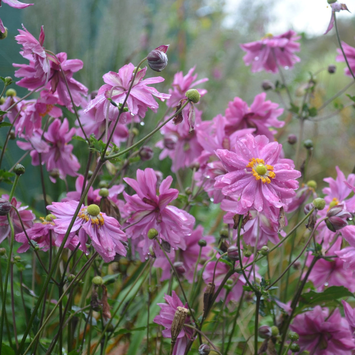 Anemone x hybrida Prince Henryi 9cm features pink blooms with yellow centers and green foliage. These perennial flowers, glistening with water droplets, add graceful charm and color to your garden in late summer.