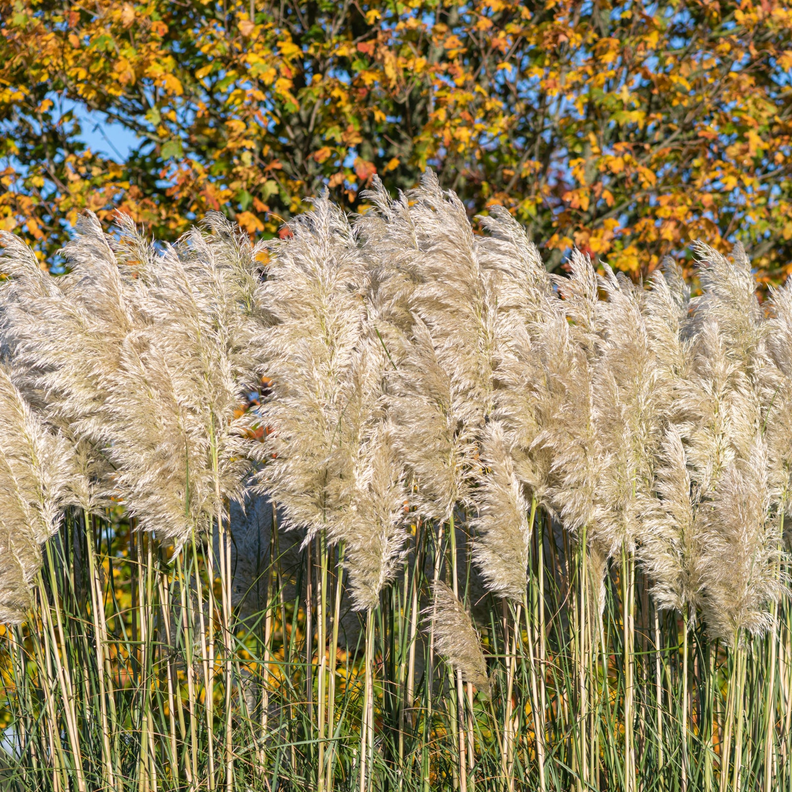 A smiling person in a black T-shirt and wristwatch stands in front of a wooden fence, holding a Cortaderia Selloana 'White Plume' 2L plant with long, green leaves—a beautiful, low-maintenance choice for any garden.