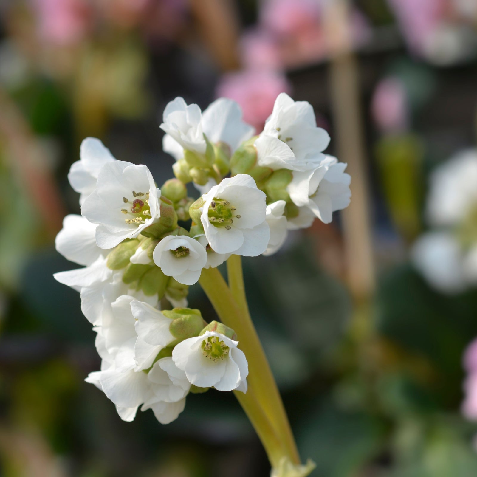 Bergenia Bressingham White 2L is an evergreen perennial with clusters of small white flowers with yellow centers on green stems, surrounded by glossy green leaves—ideal ground cover for vibrant gardens.