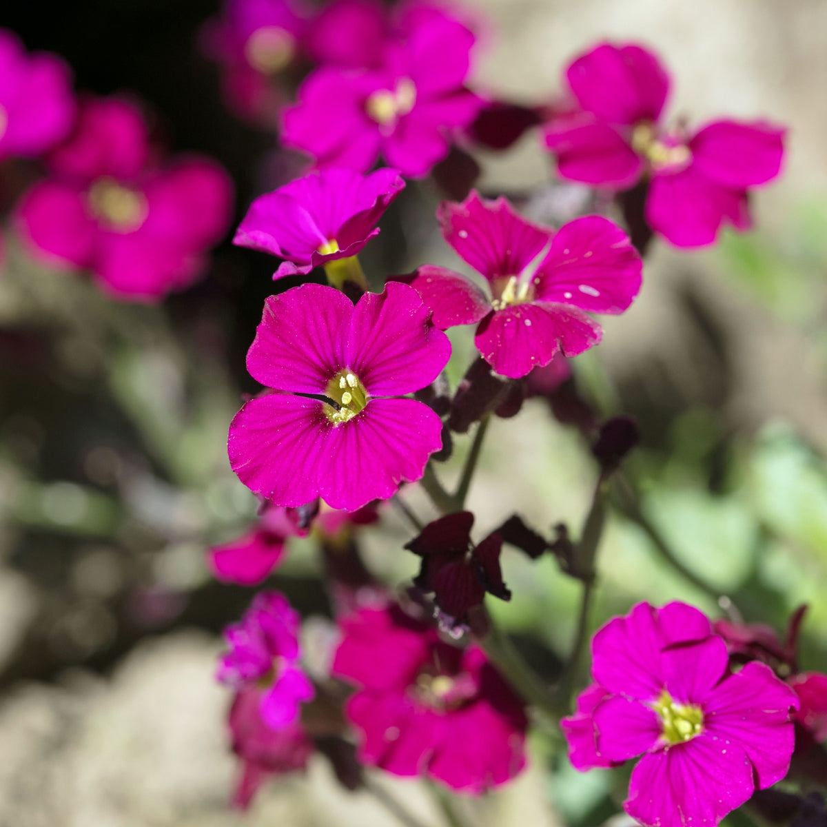 Aubretia hybrida axcent Burgundy 9cm Pot